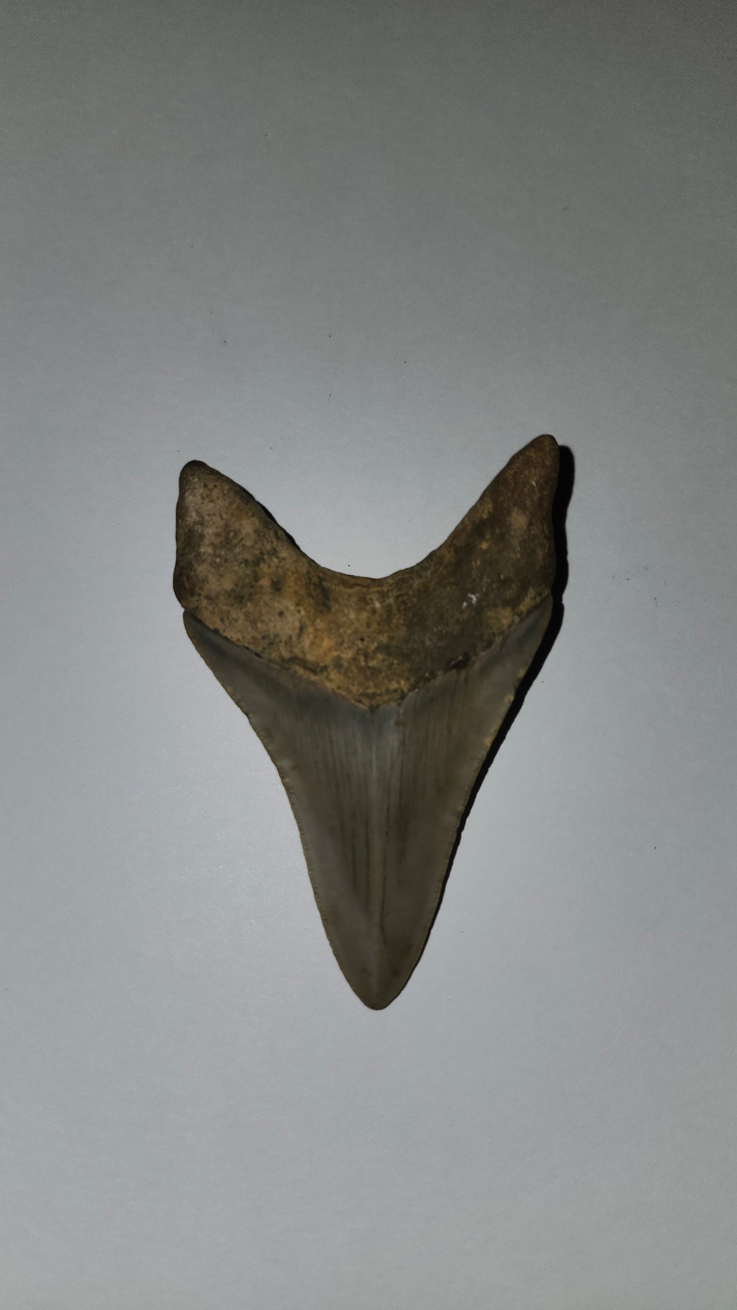 3.4" Megaladon Tooth