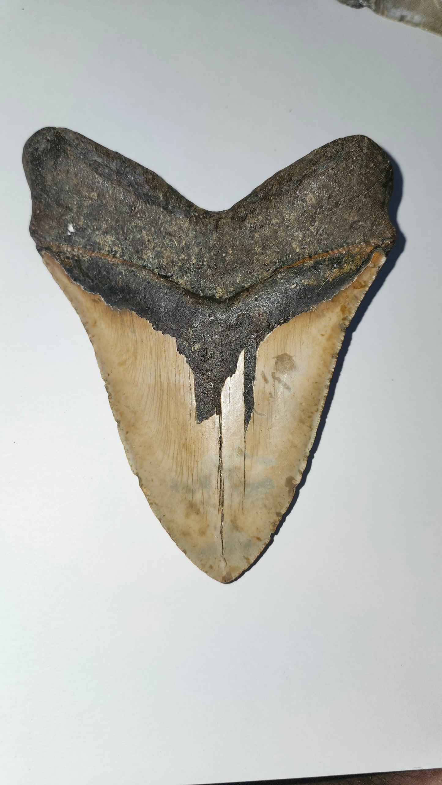 6.6" megaladon tooth