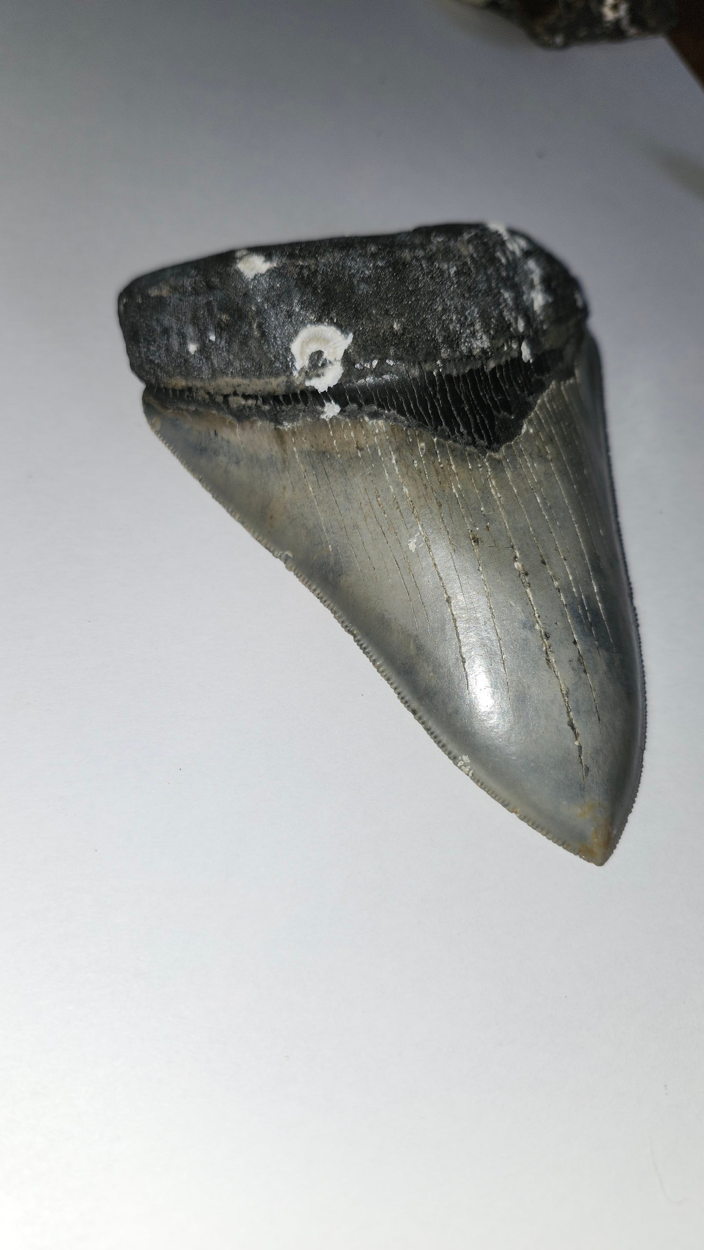 5.3" Megalodon Tooth