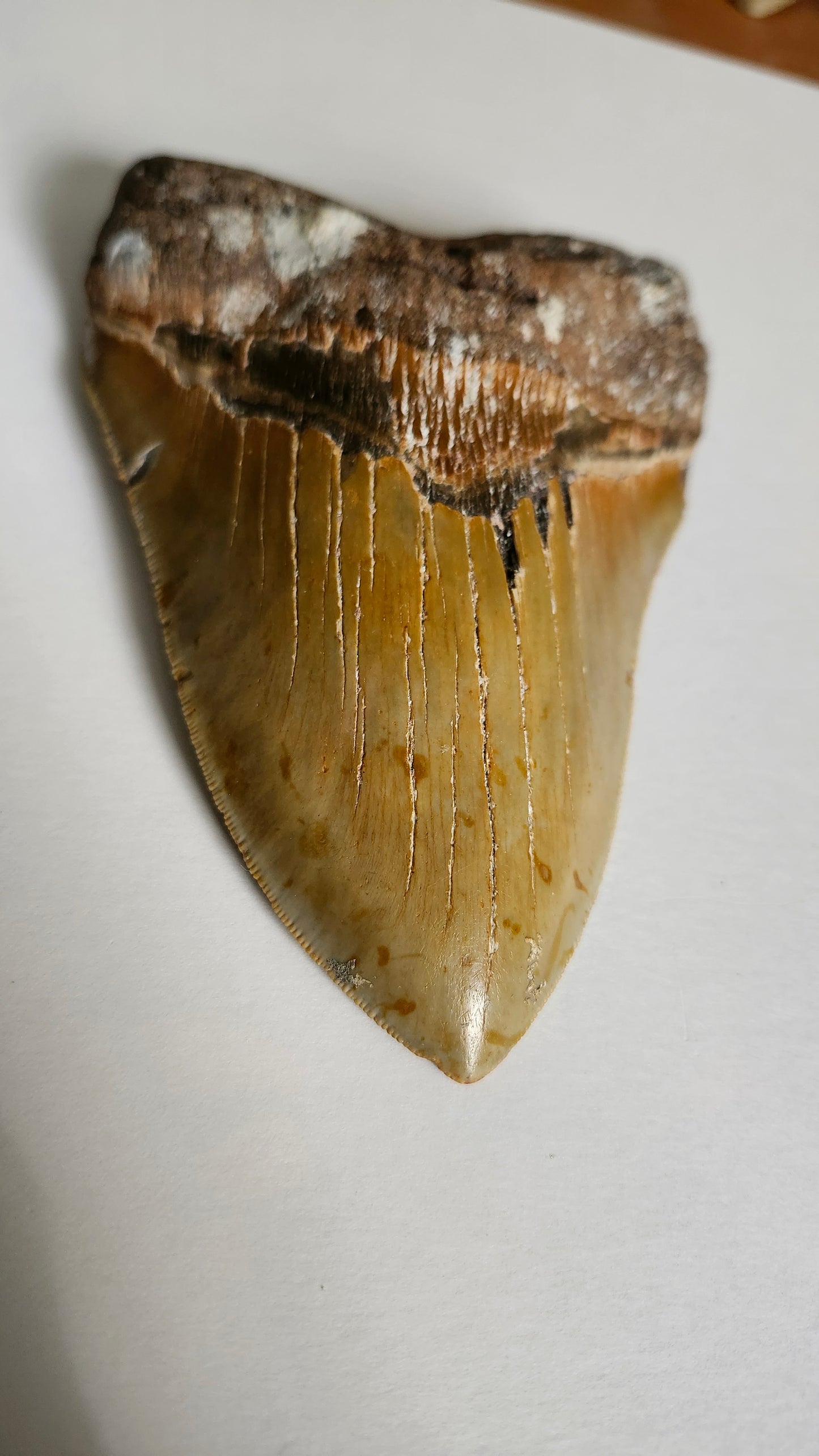 6.2" Megalodon Tooth