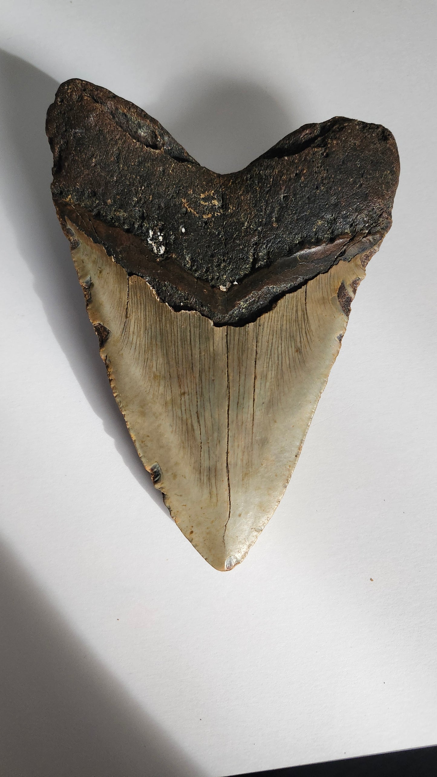 6.3" Megalodon Tooth