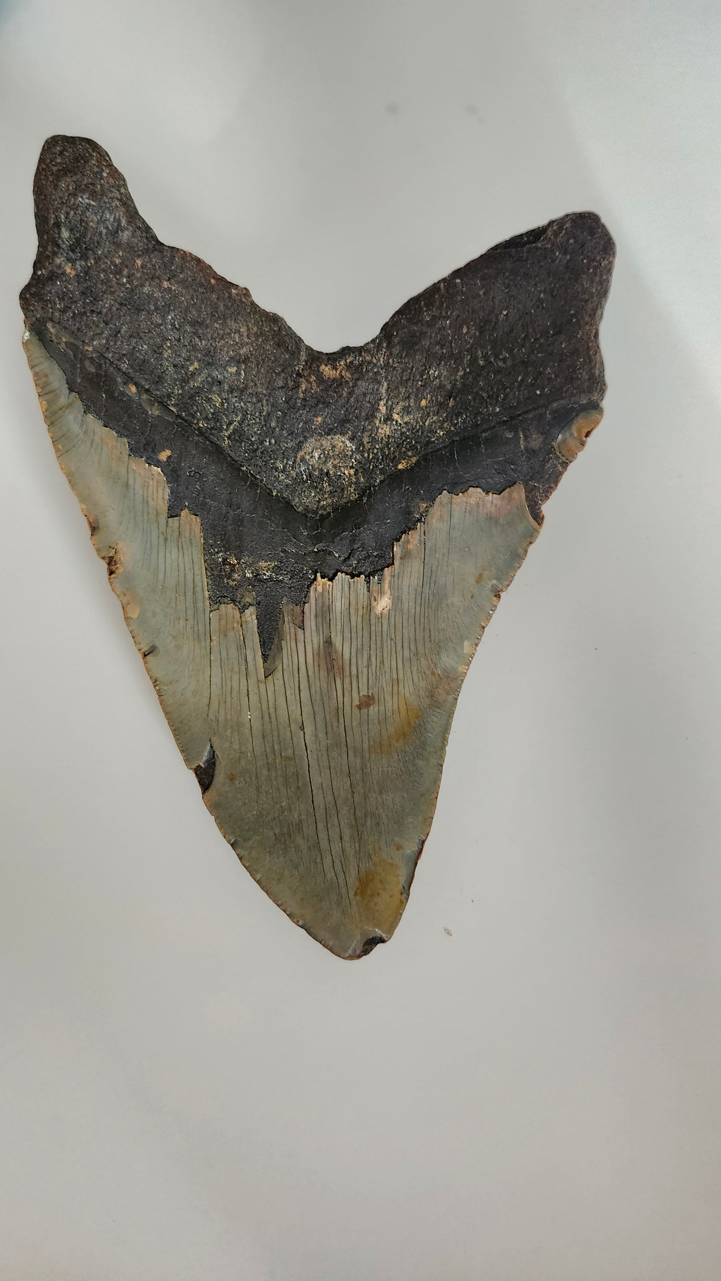 6.3" Megalodon Tooth