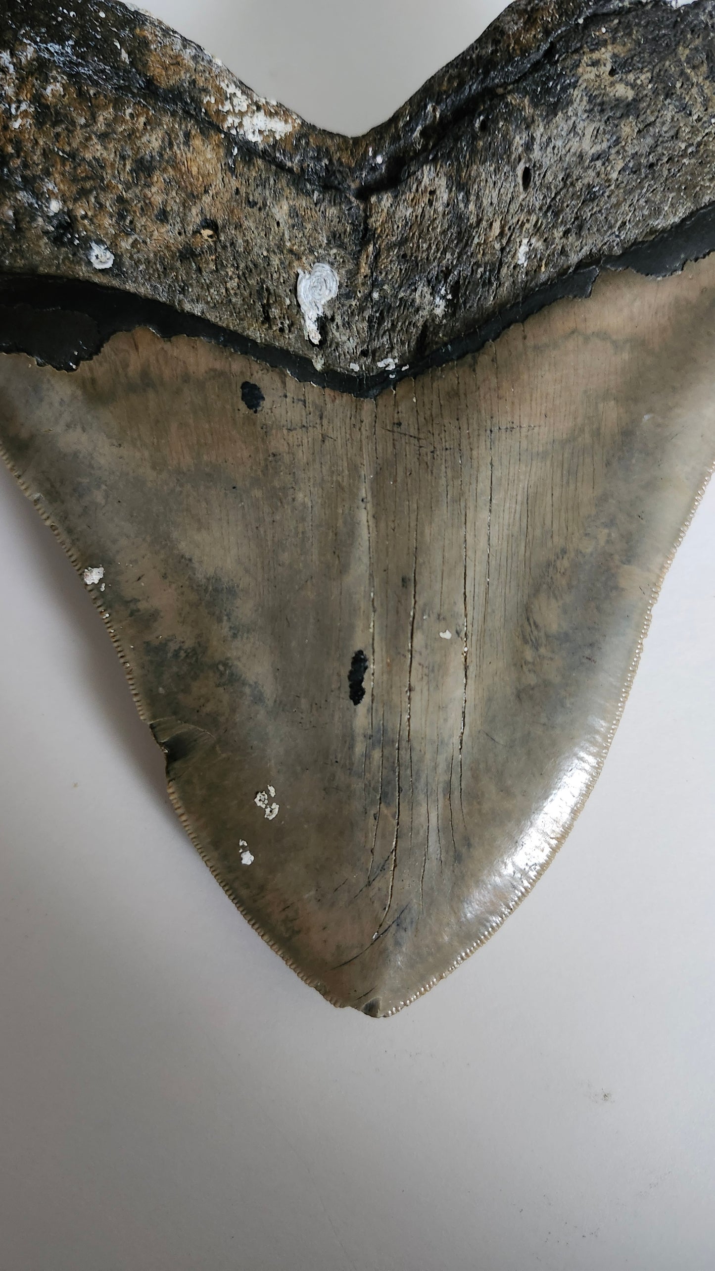 5.9"×4.6" Megaladon Tooth