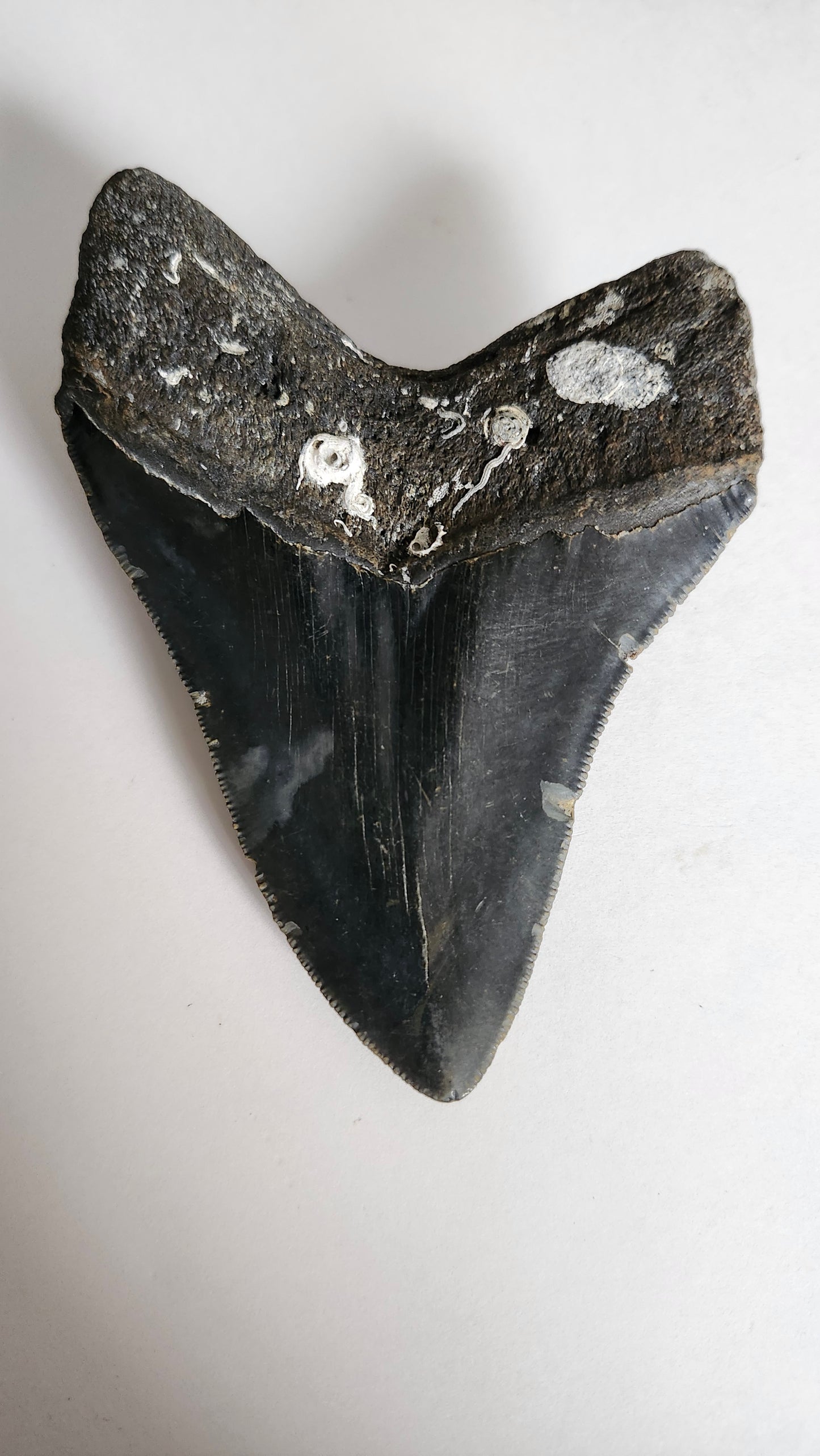 4.3" Megaladon Tooth