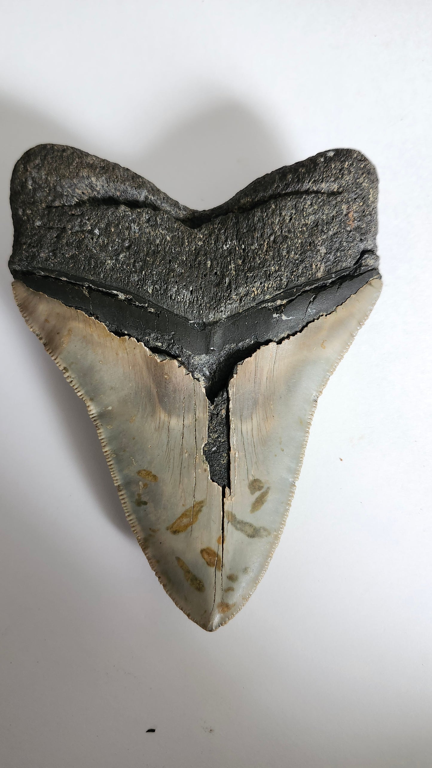 5.2" Megalodon Tooth