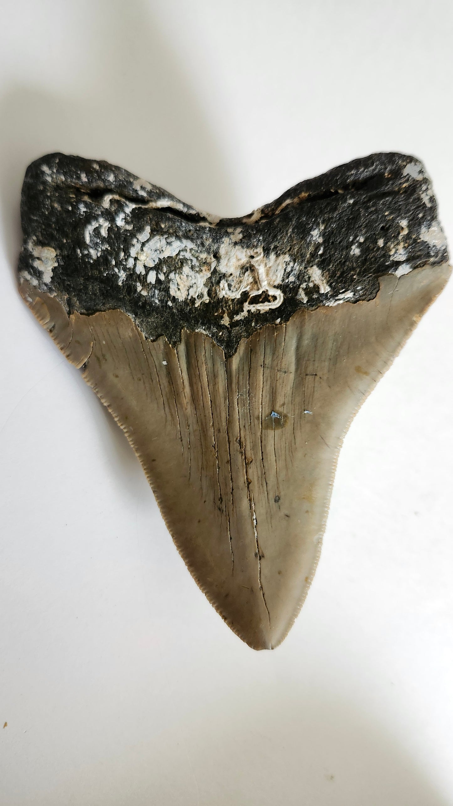 4.7" Megaladon Tooth