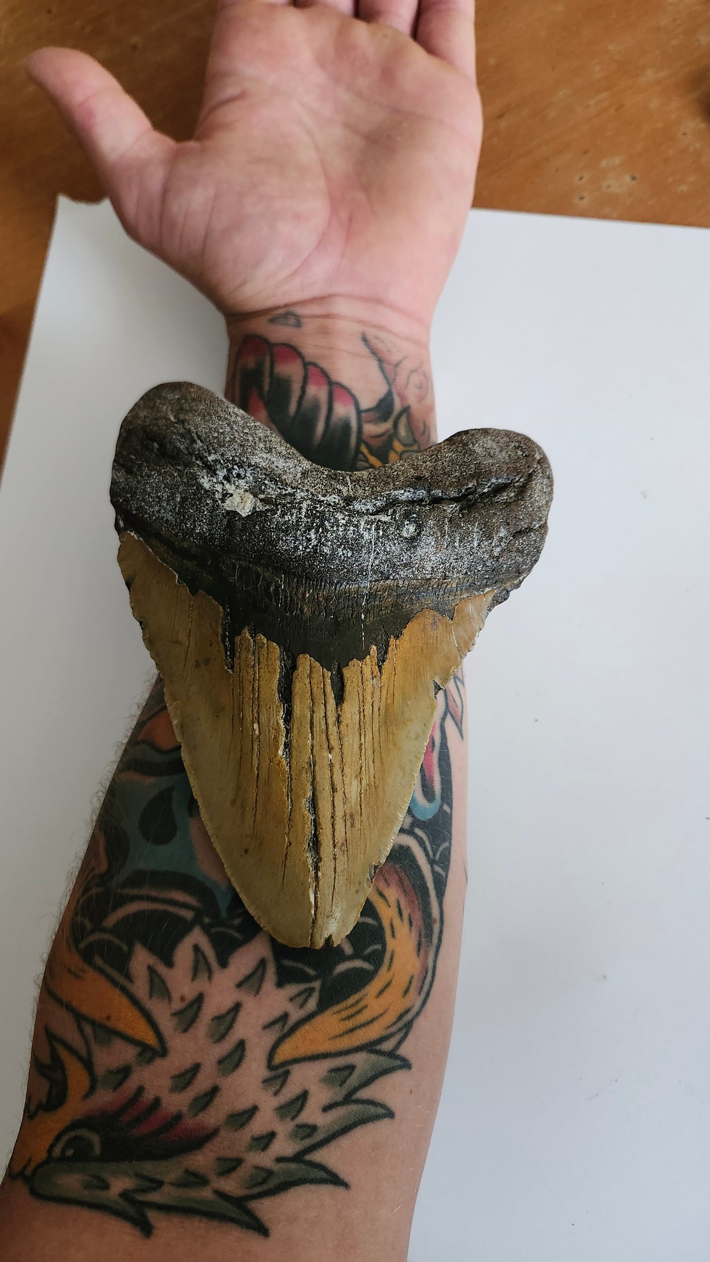 6.8"× 5.1" Megalodon Tooth