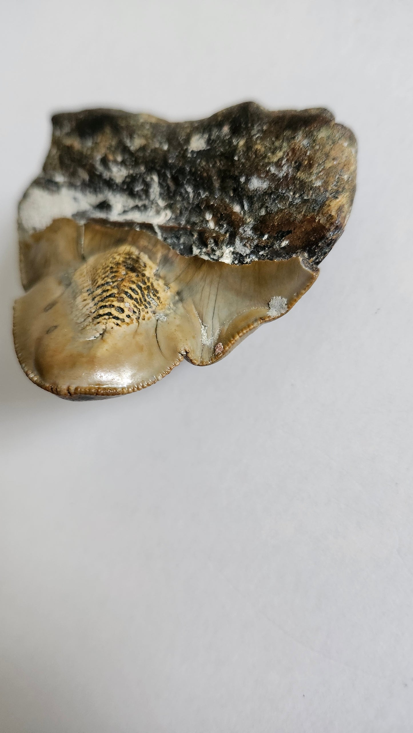 2.4"x 2.4" Pathological Megalodon Tooth