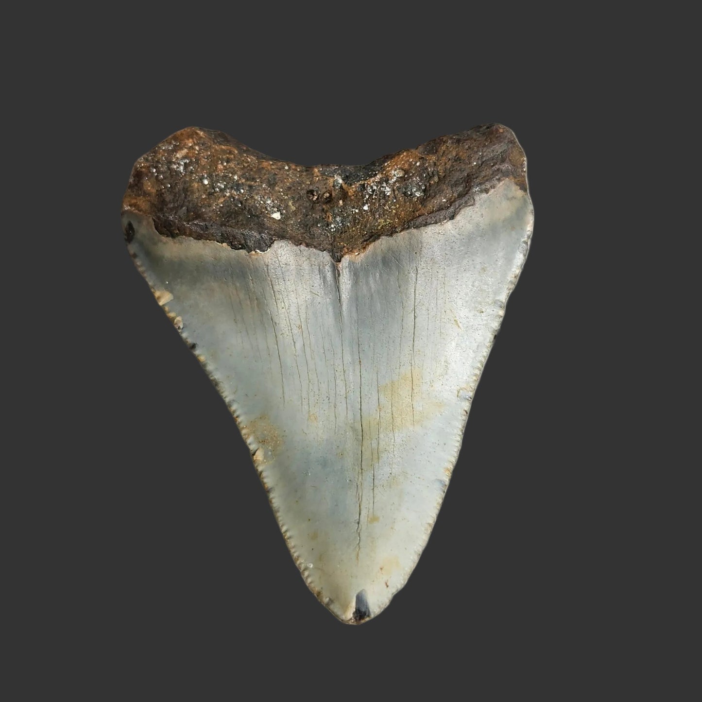 2.5"x 2.1" Megalodon Tooth - C1