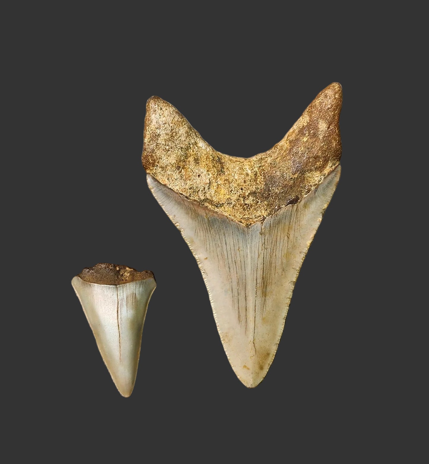 3.4"x 2.2" Megalodon Tooth- C26