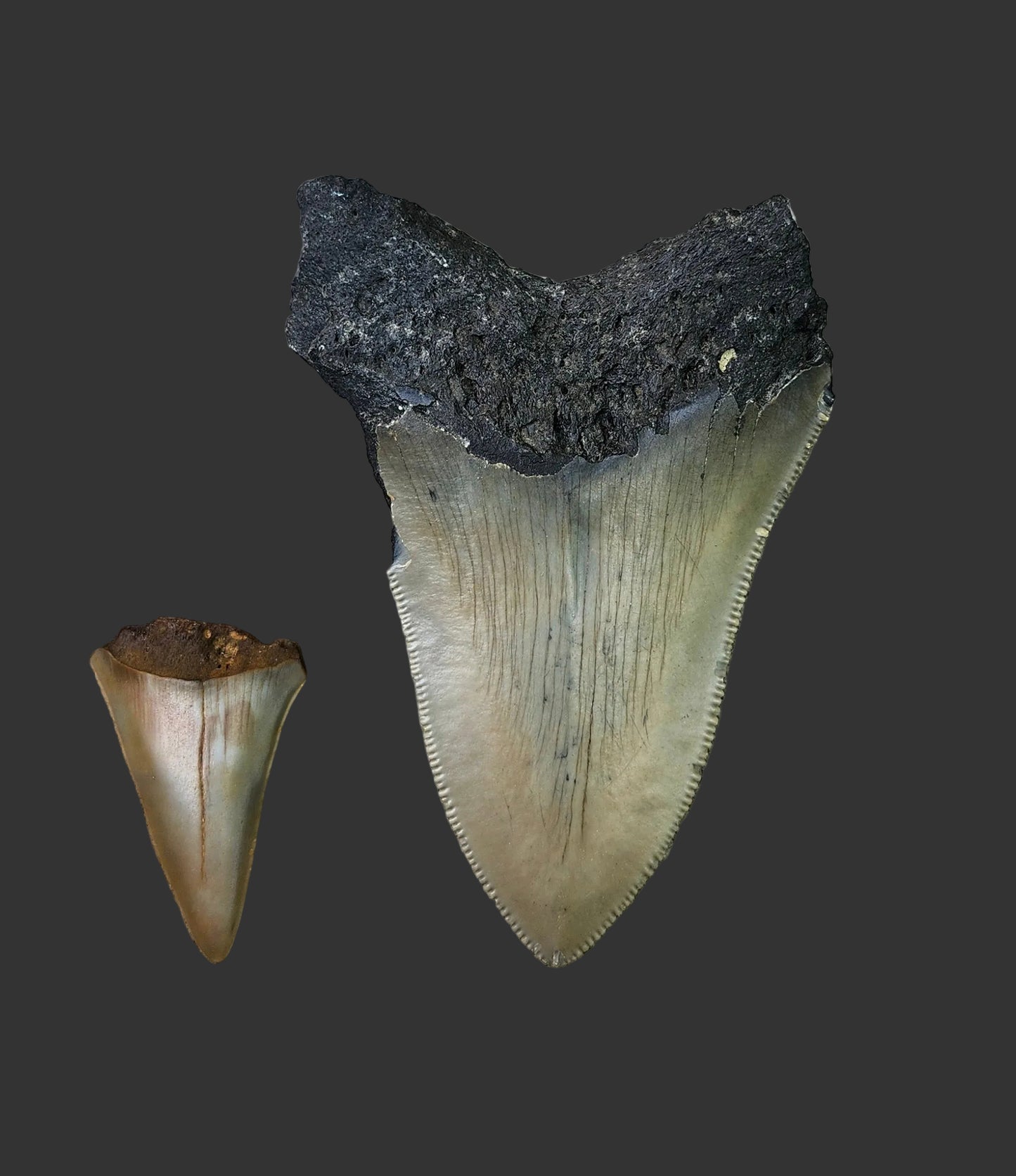 3.5"x 2.4" Megalodon Tooth-C49