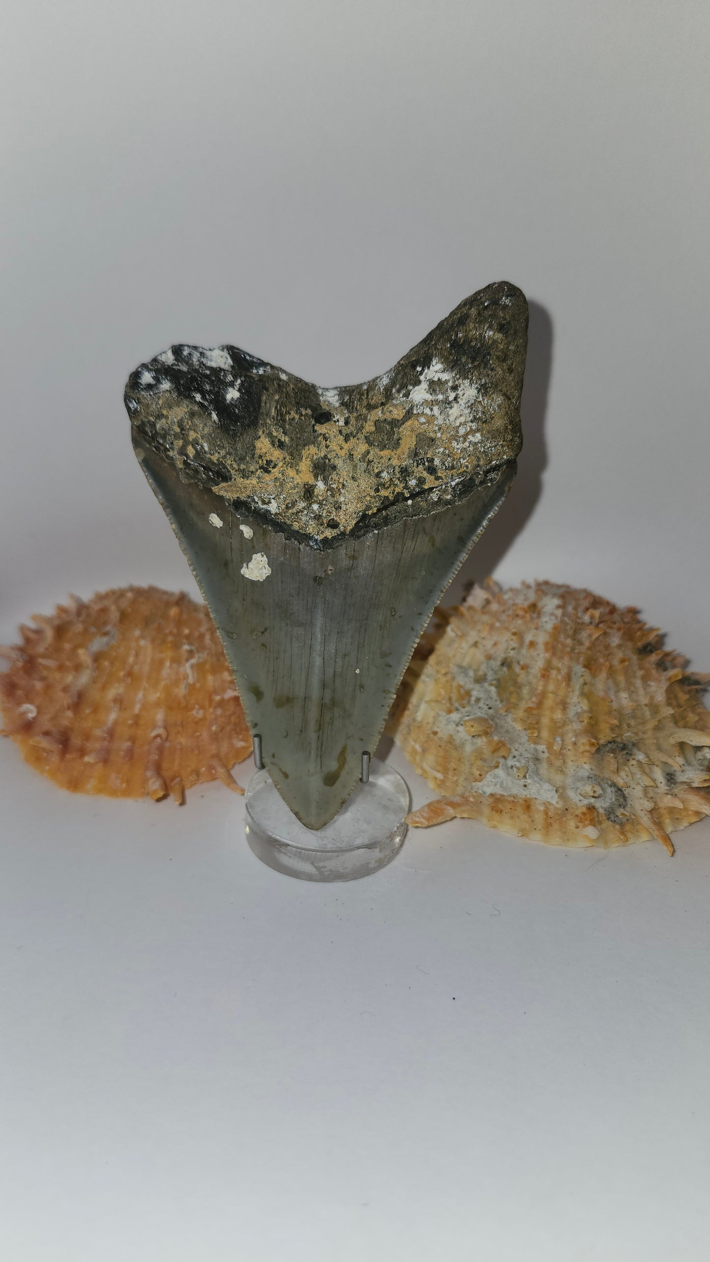 4.2" Megalodon Tooth