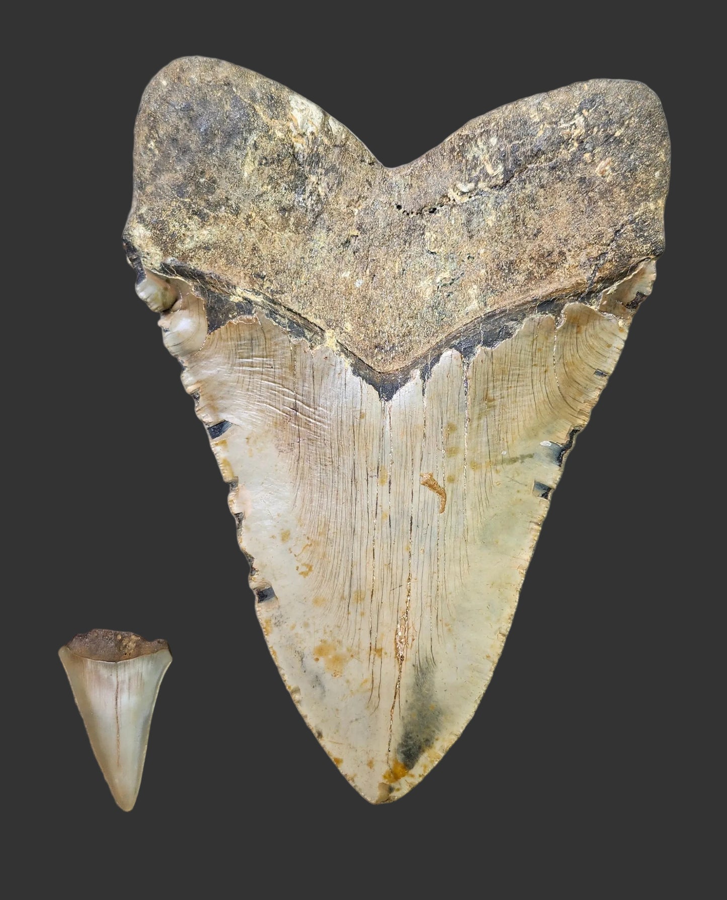 6.1"x 4.3" Megalodon Tooth- A19
