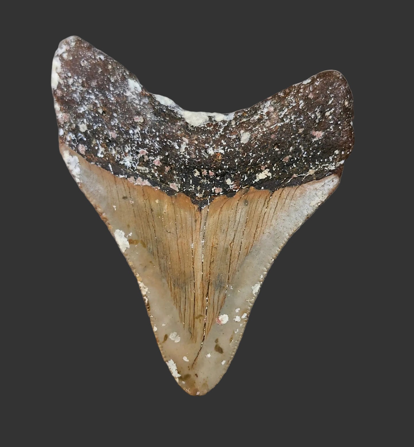 3.2"x 2.5" Megalodon Tooth- C9