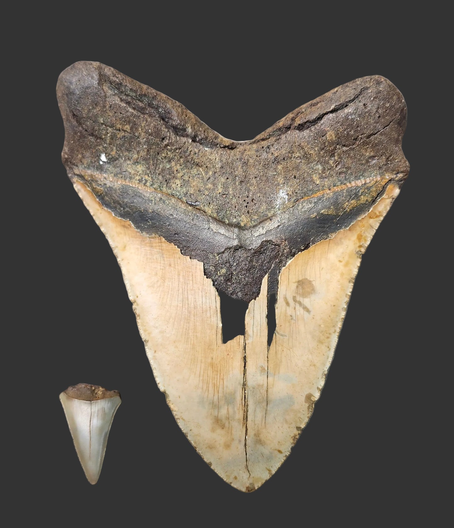 6.6"x 5.1" Megalodon Tooth- A21