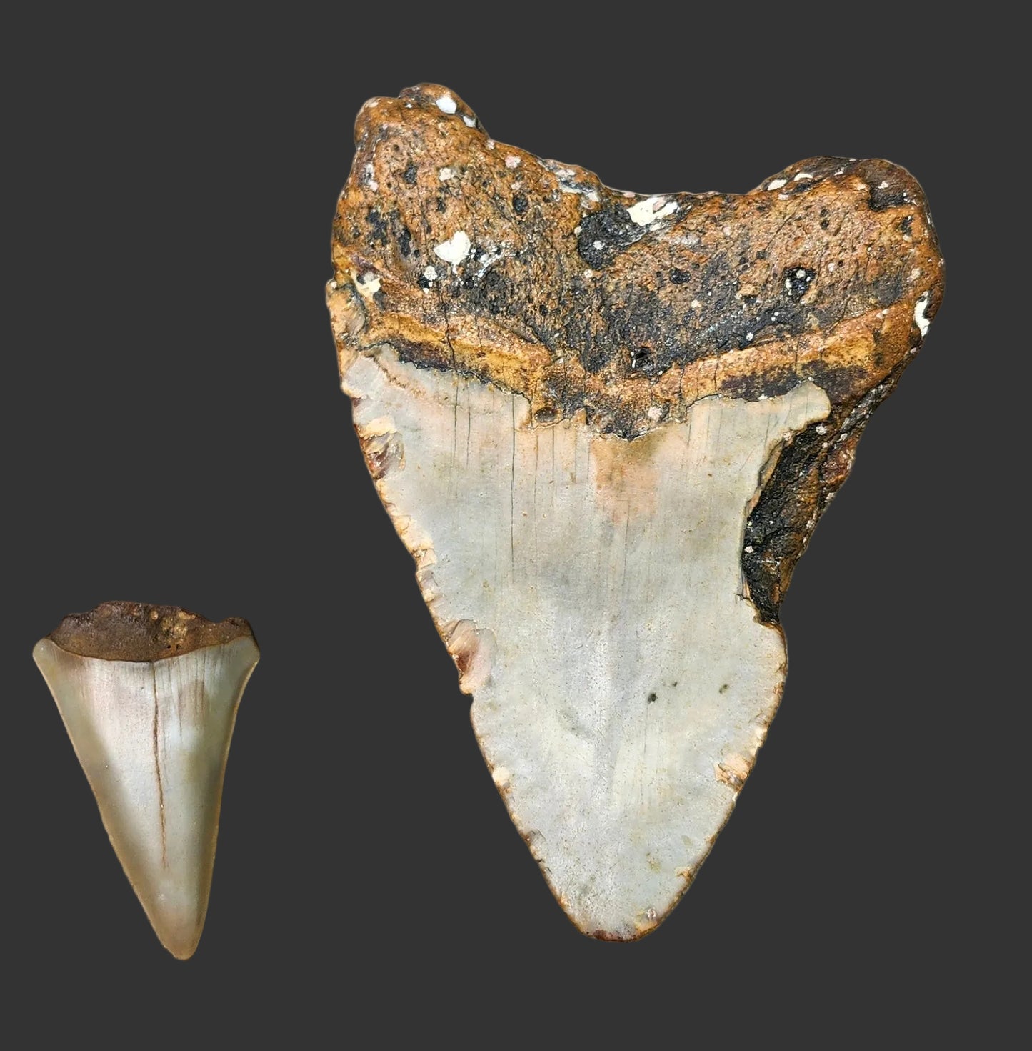 3.7"x 2.6" Megalodon Tooth- C58