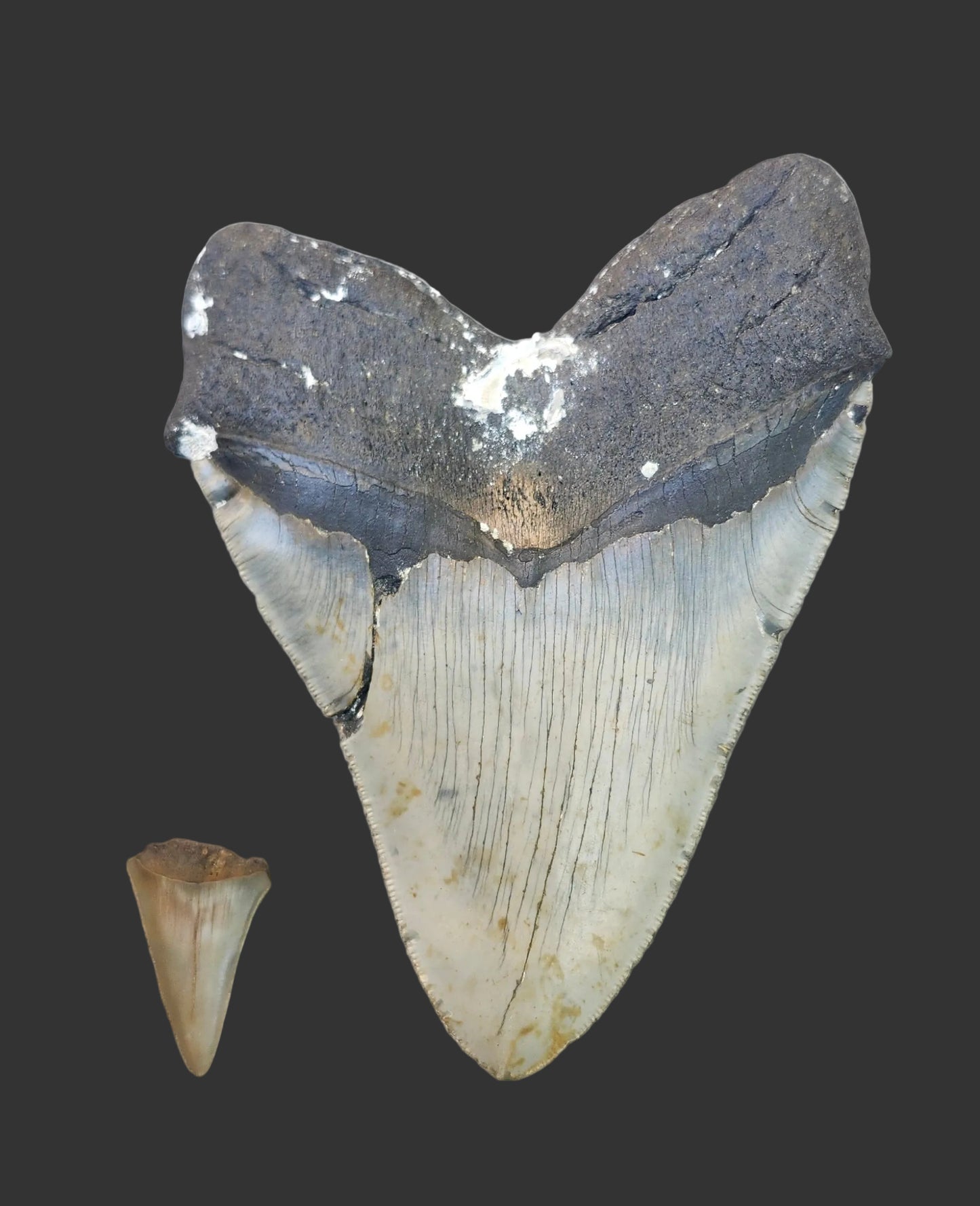 5.9"x 4.6" Megalodon Tooth- A10