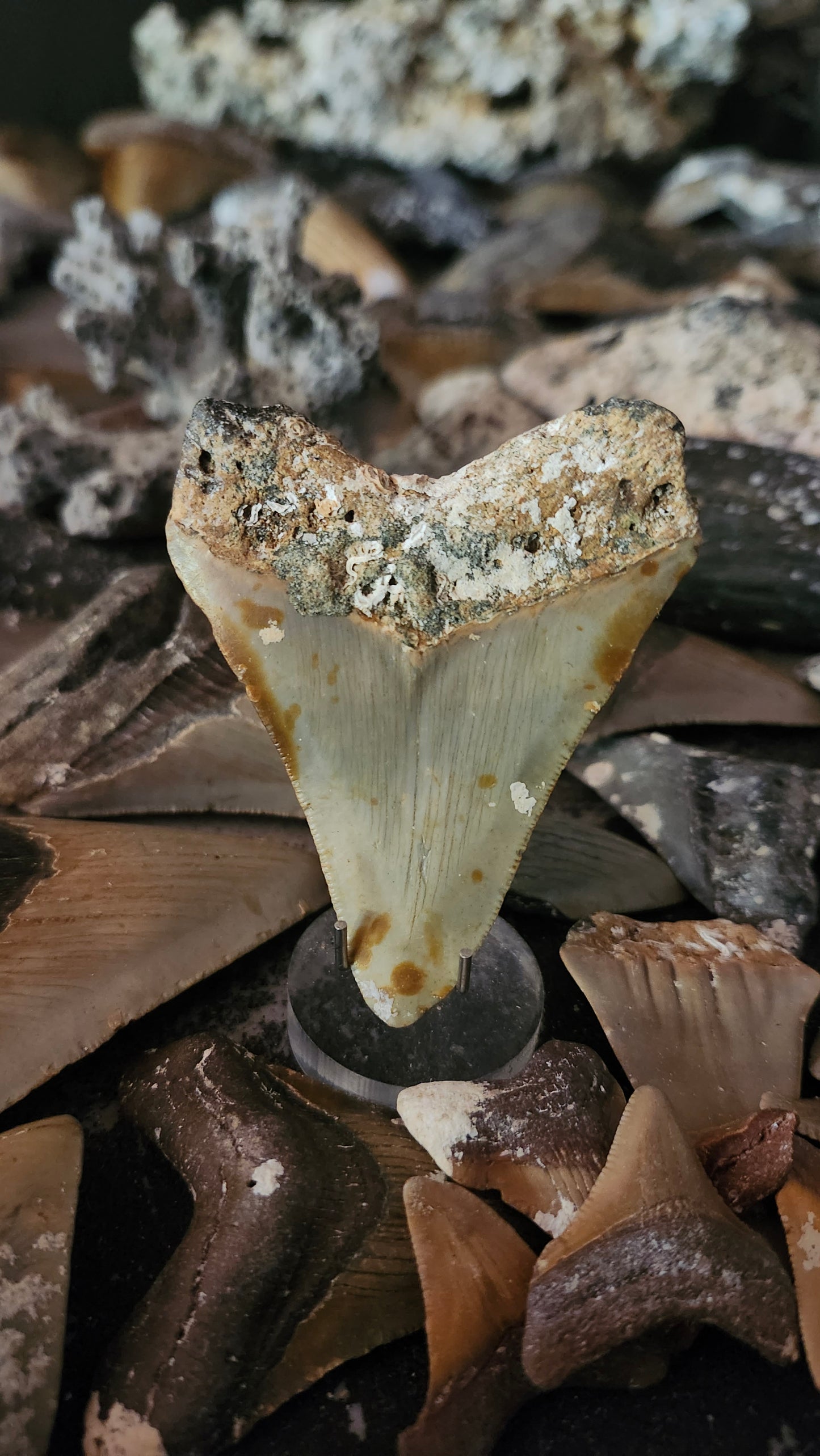 3" Megalodon Tooth