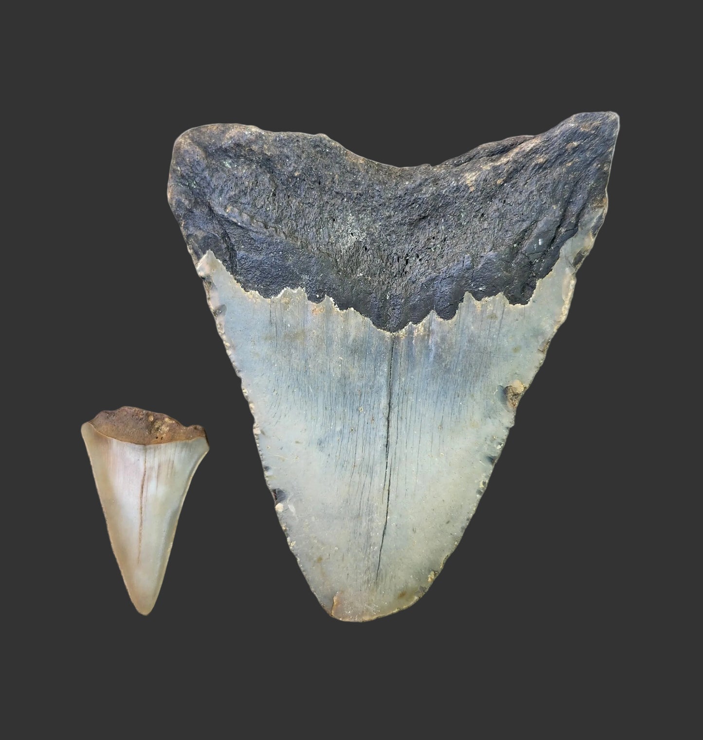 4.1"x 3.1" Megalodon Tooth- B5