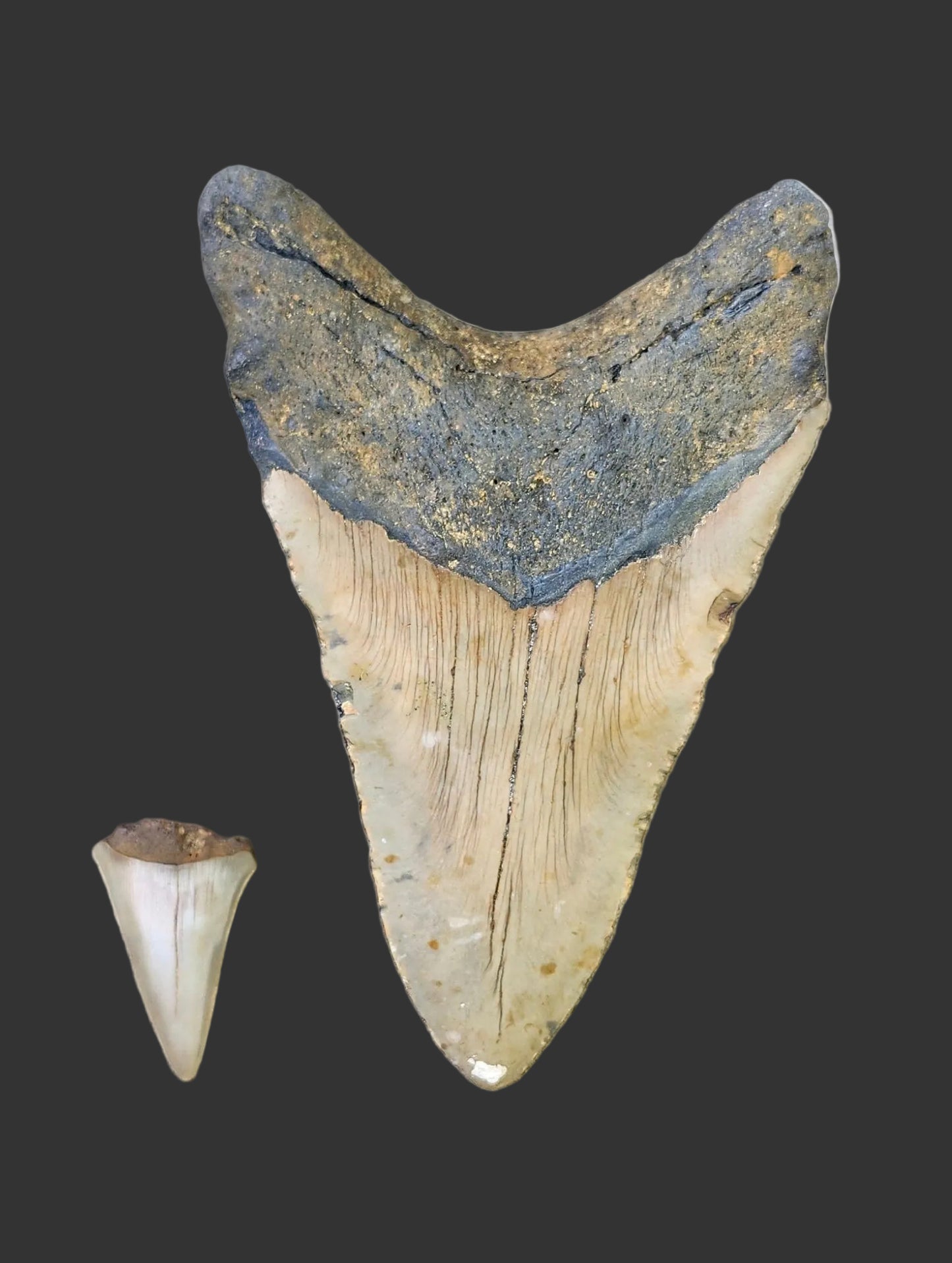 5.2"x 3.5" Megalodon Tooth- B16