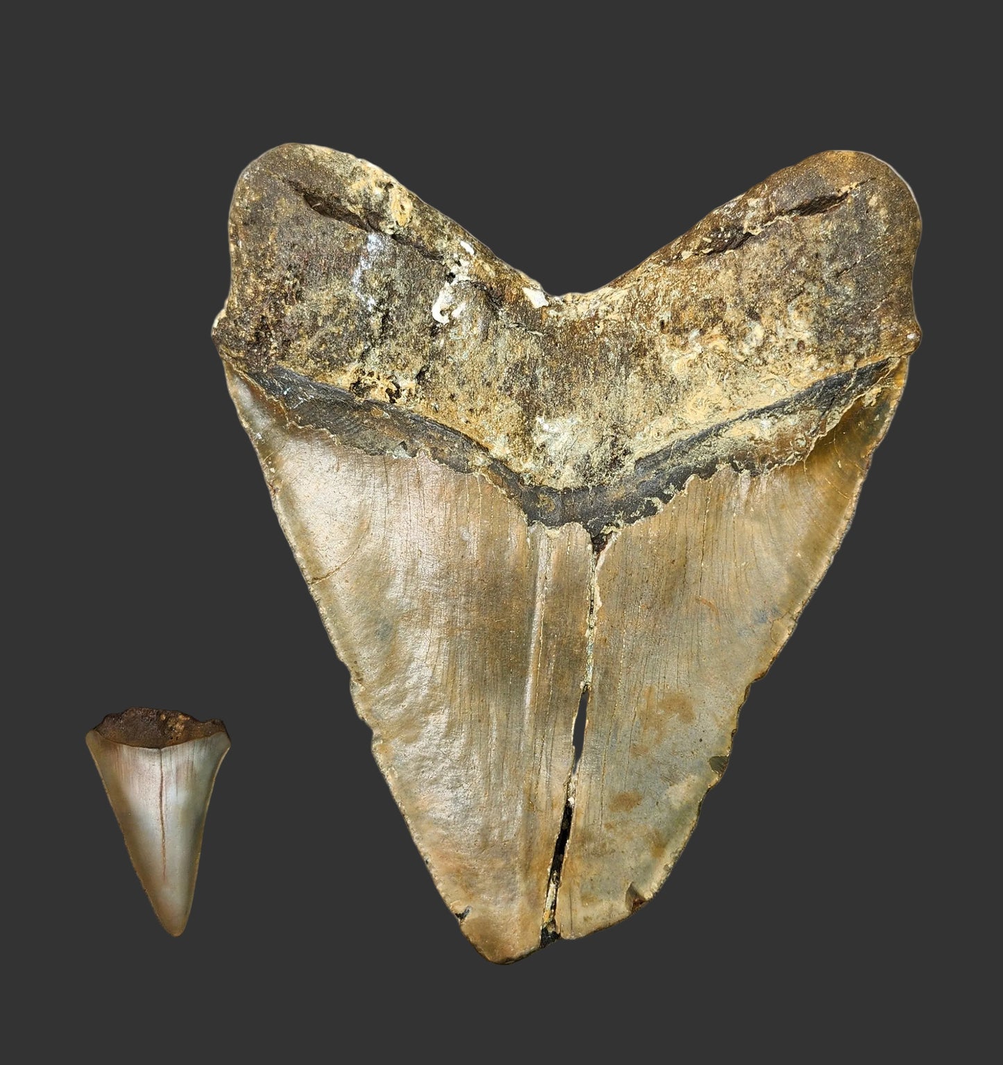 5.4"x 4.5" Megalodon Tooth-B23