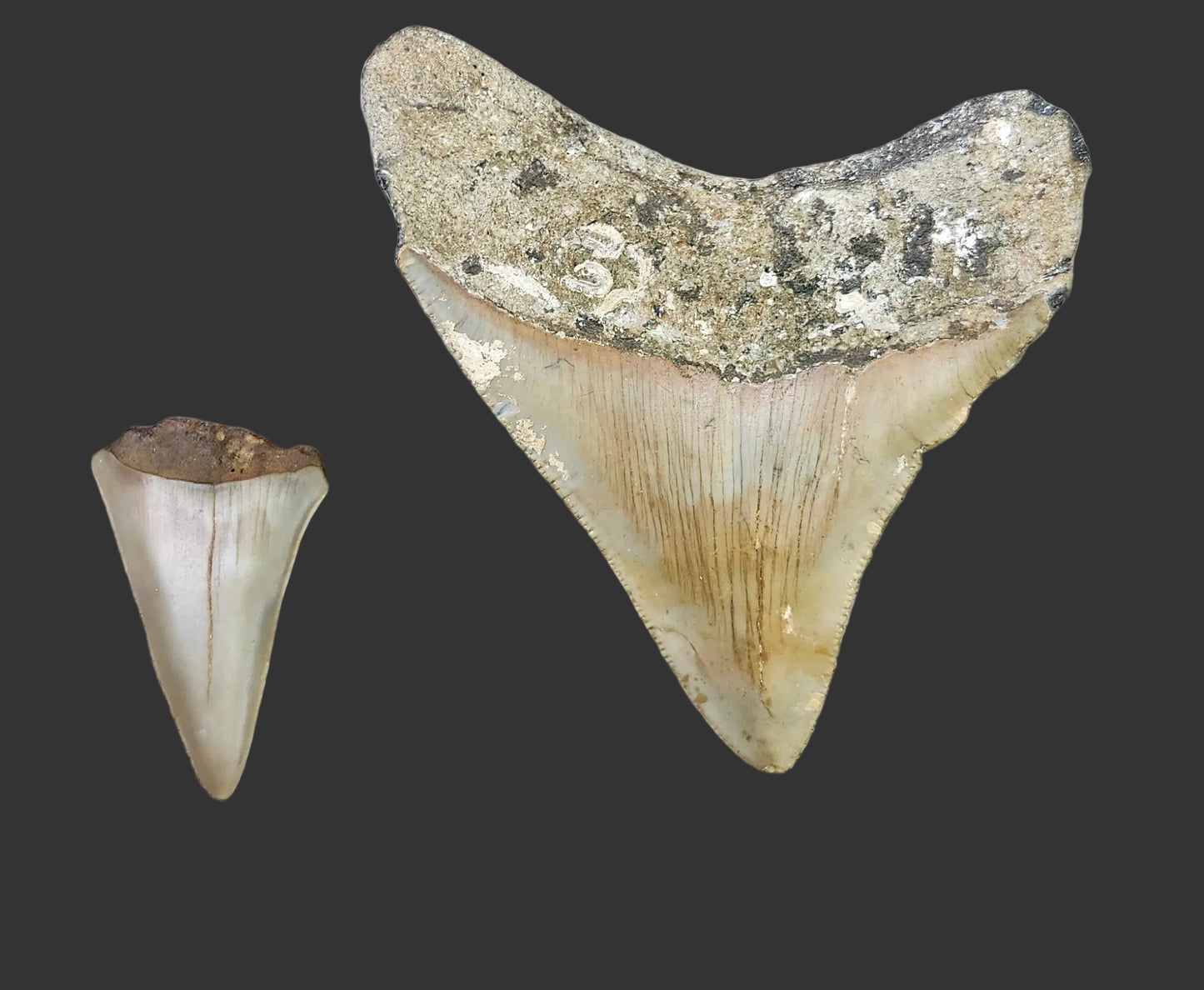 3.3"x 2.8" Megalodon Tooth- C43