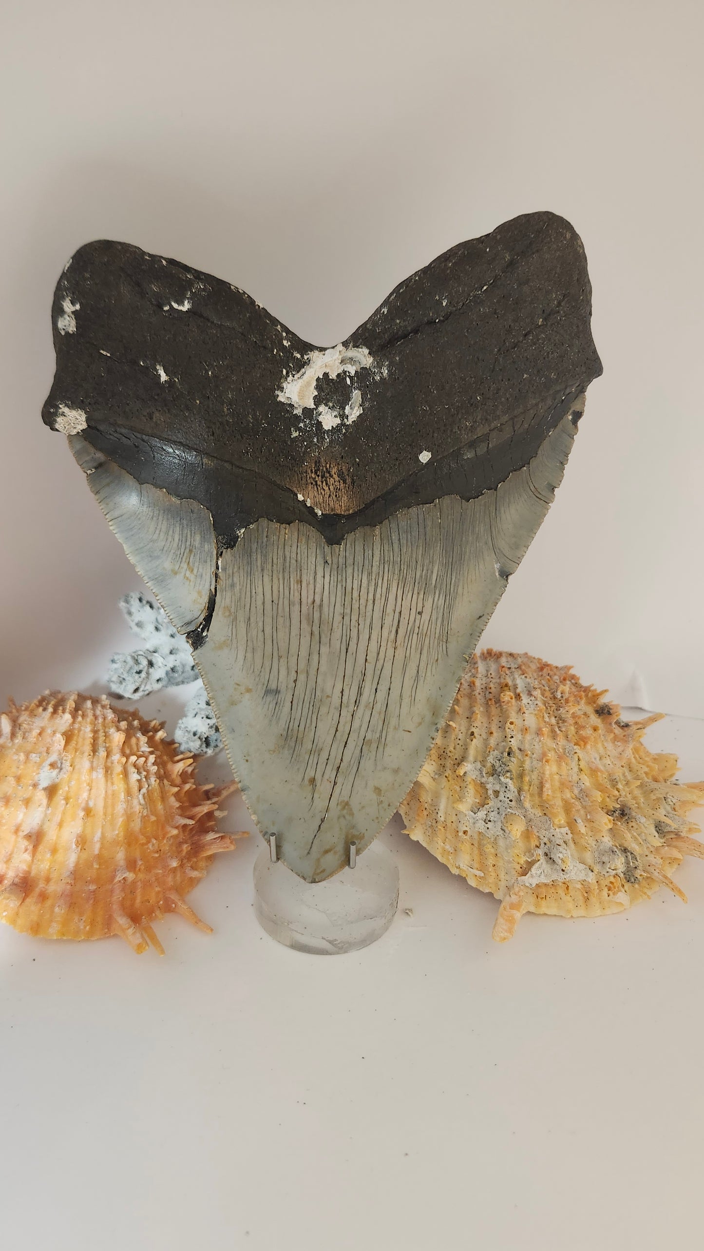 5.9" Megalodon Tooth