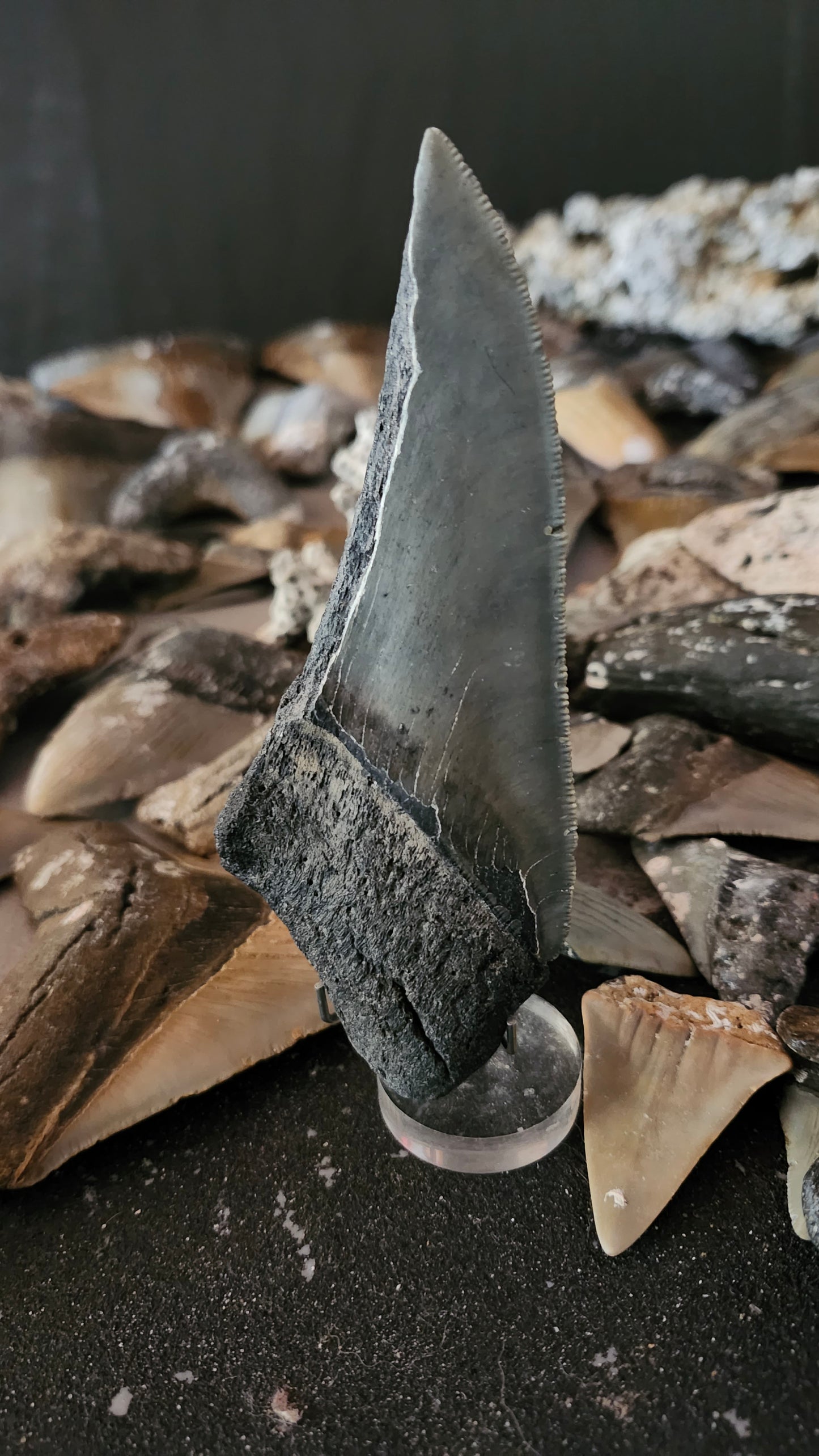 Half Megalodon Tooth