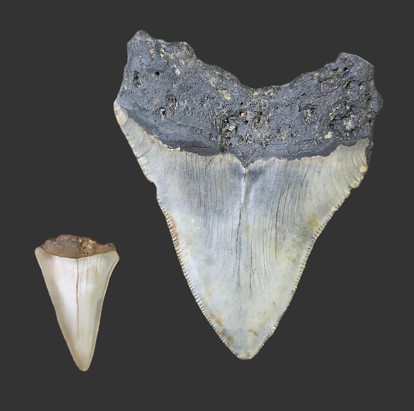 3.7"x 2.9" Megalodon Tooth- C58