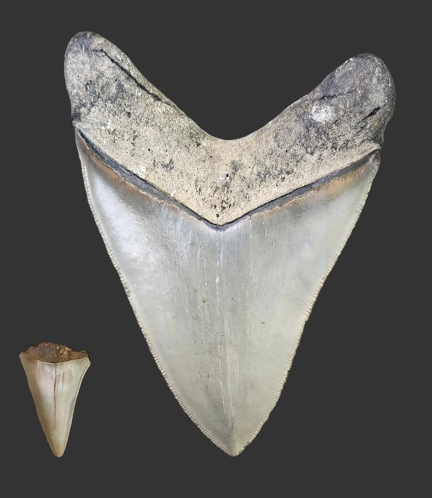 5.6"x 4.1" Megalodon Tooth- Z1