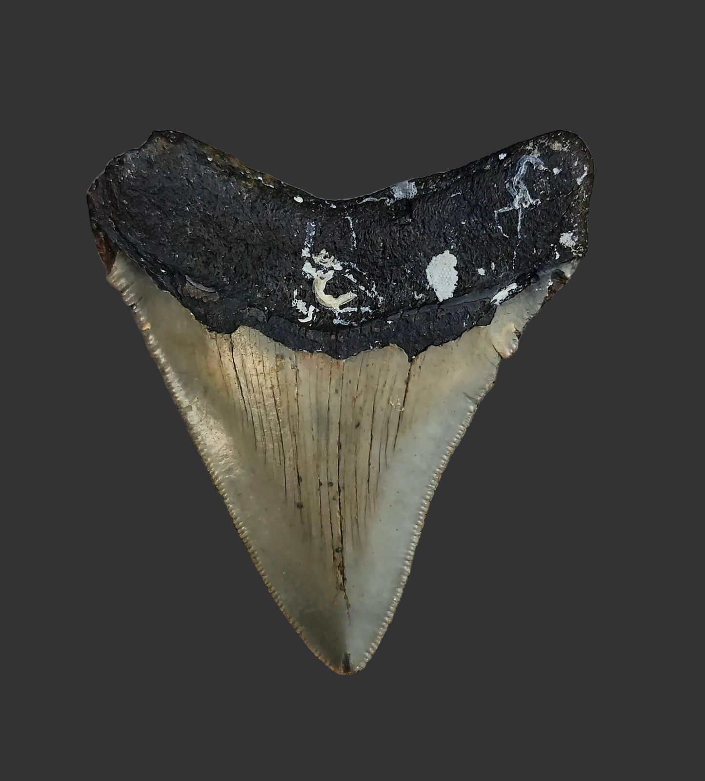3.1"x 2.7" Megalodon Tooth- C8
