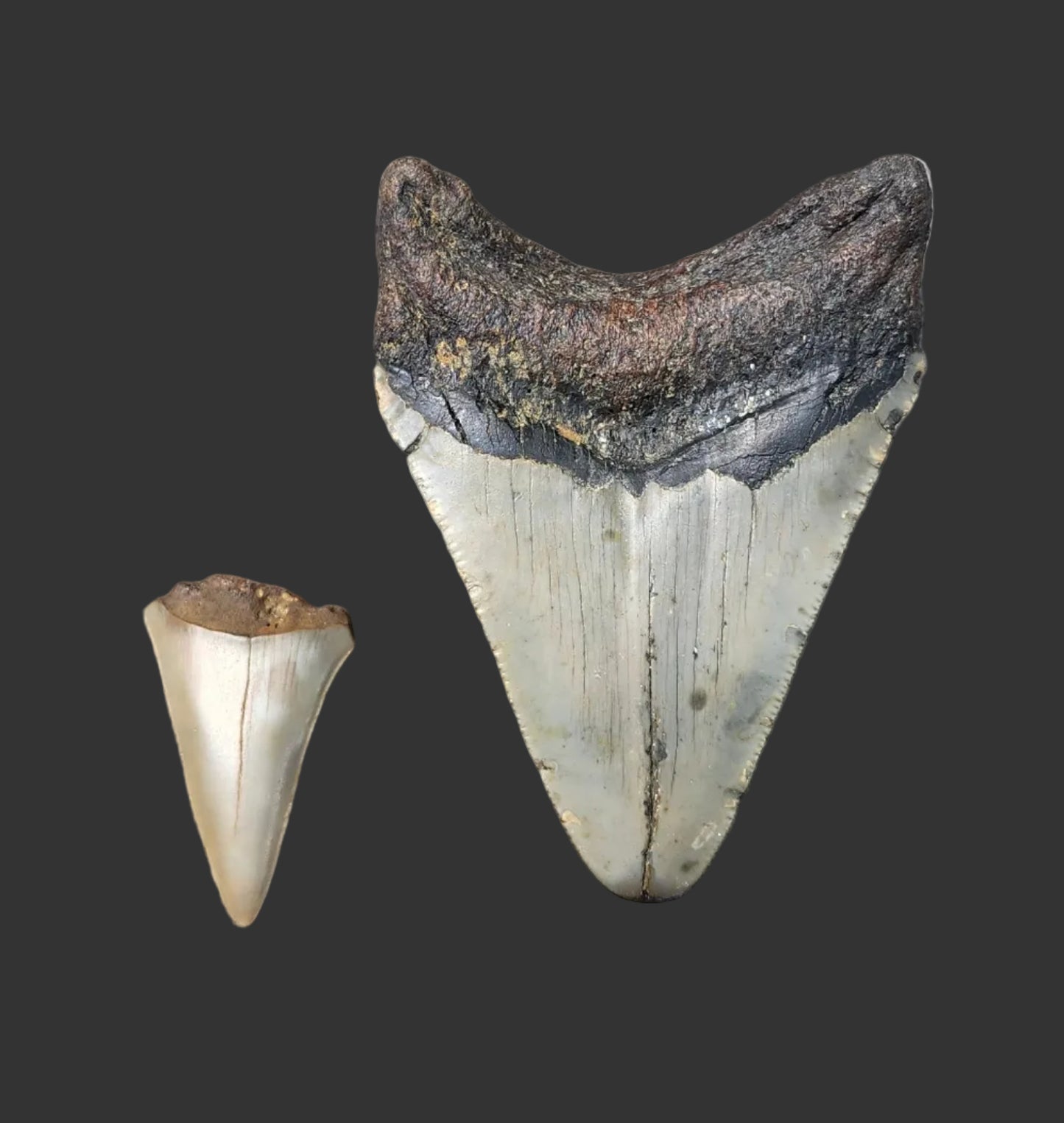 3.2"x 2.4" Megalodon Tooth- C52
