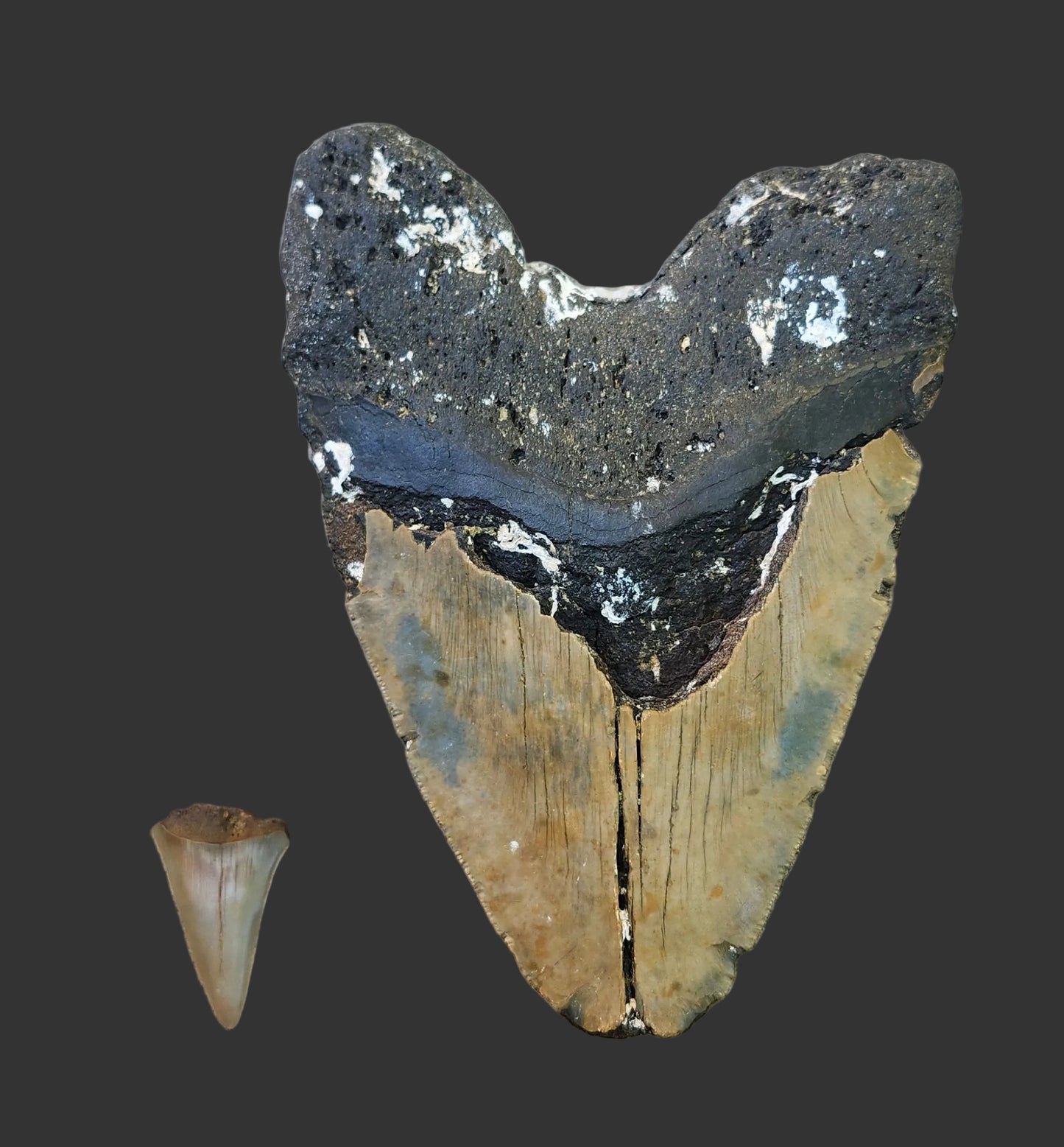 6.2"x 4.6" Megalodon Tooth- A20