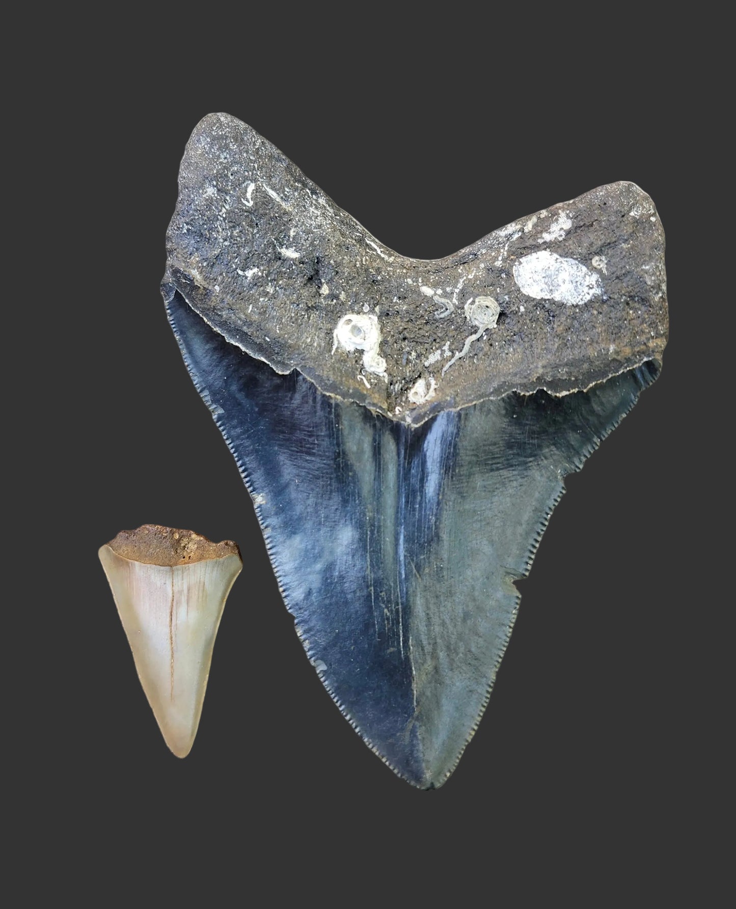 4.3"x 3.1" Megalodon Tooth-B6