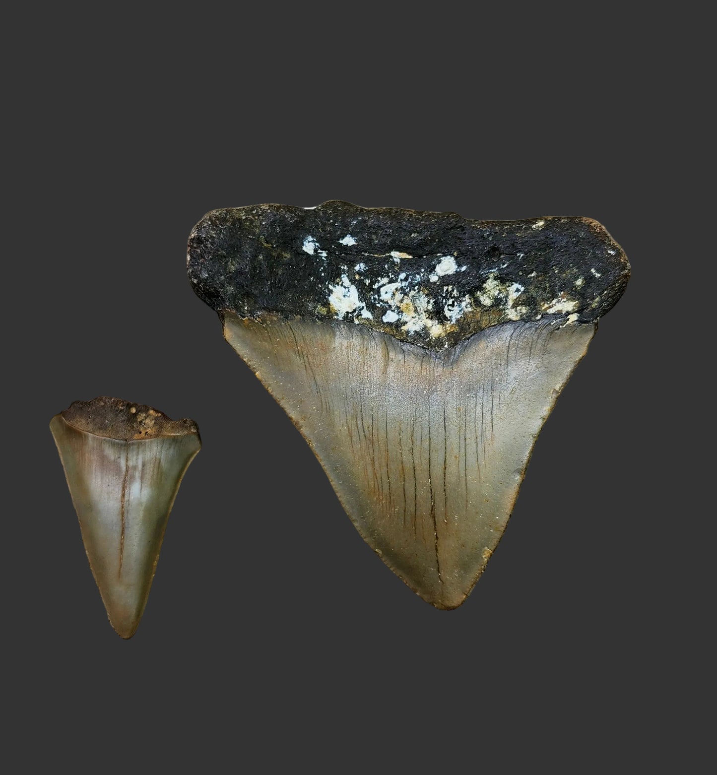 2.8"x 2.6" Pathological Tooth - O1