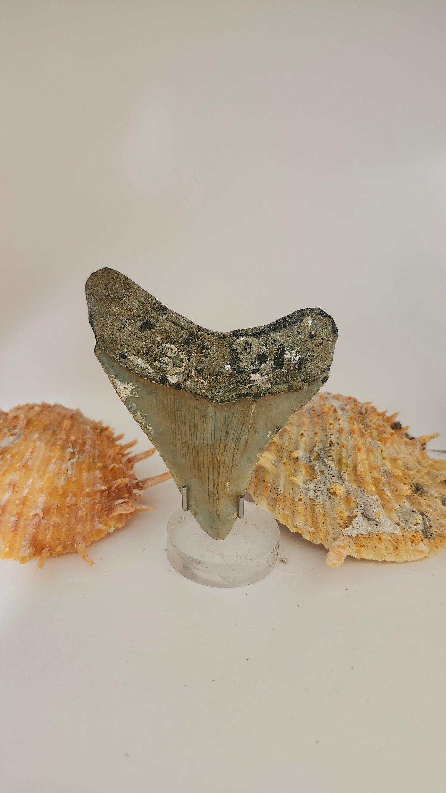 3.2" Megalodon Tooth