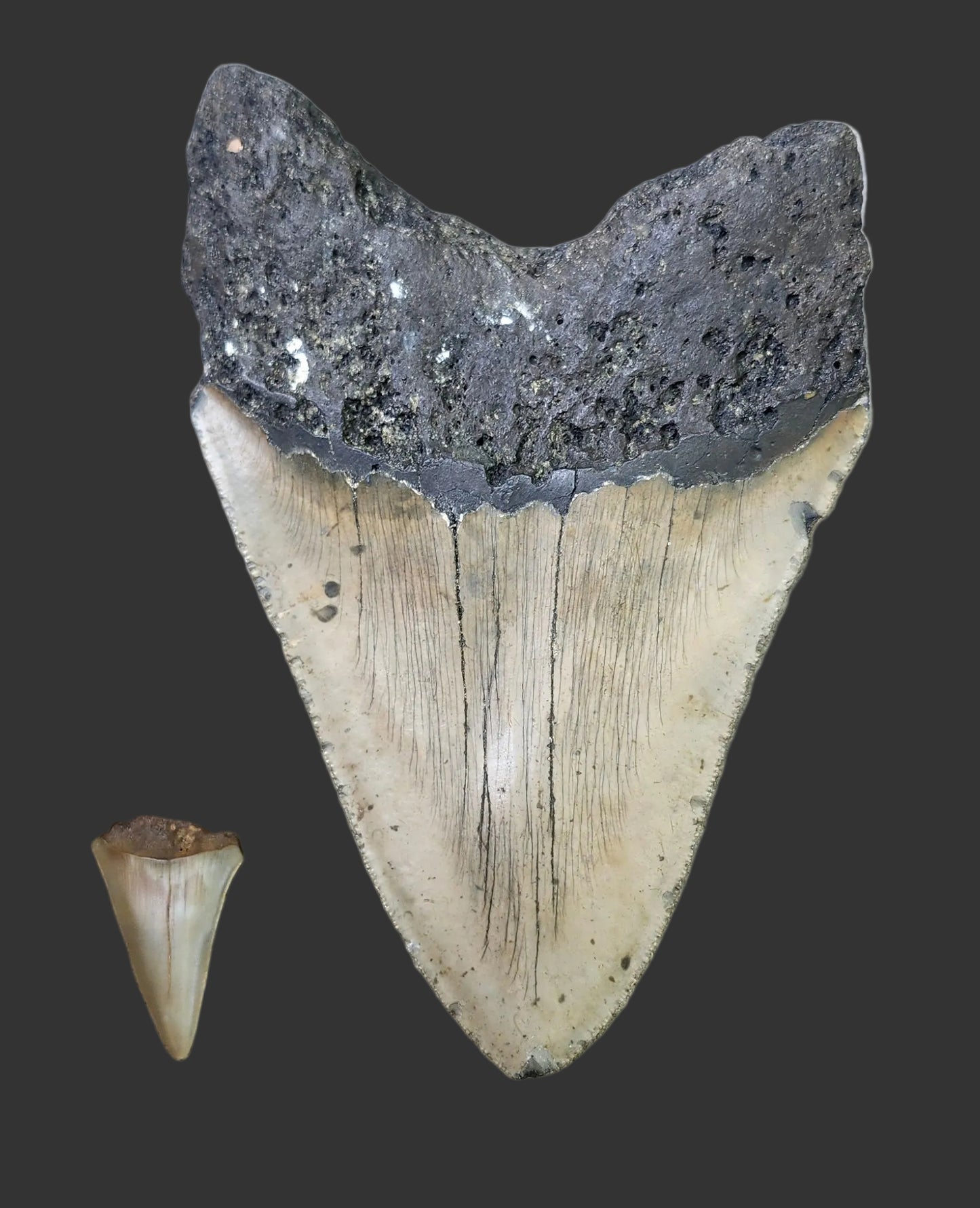 6.3"x 4.3" Megalodon Tooth- A14