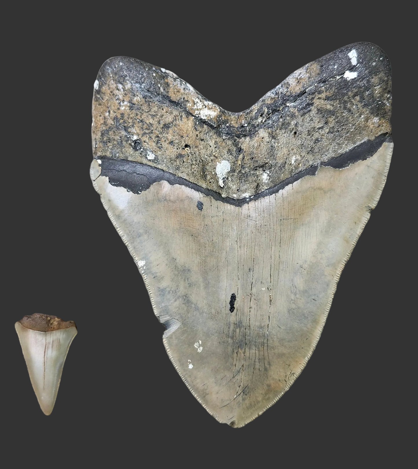 5.8"x4.5" Megalodon Tooth- A9