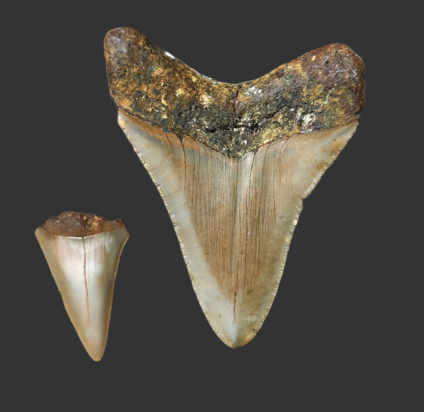 3.3"x 2.6" Megalodon Tooth- C42