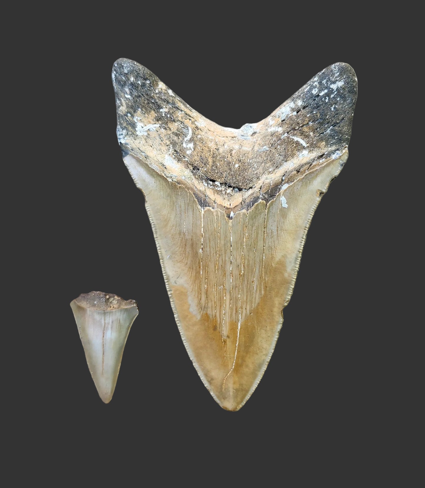 4.6"x 3" Lower Megalodon Tooth - B31