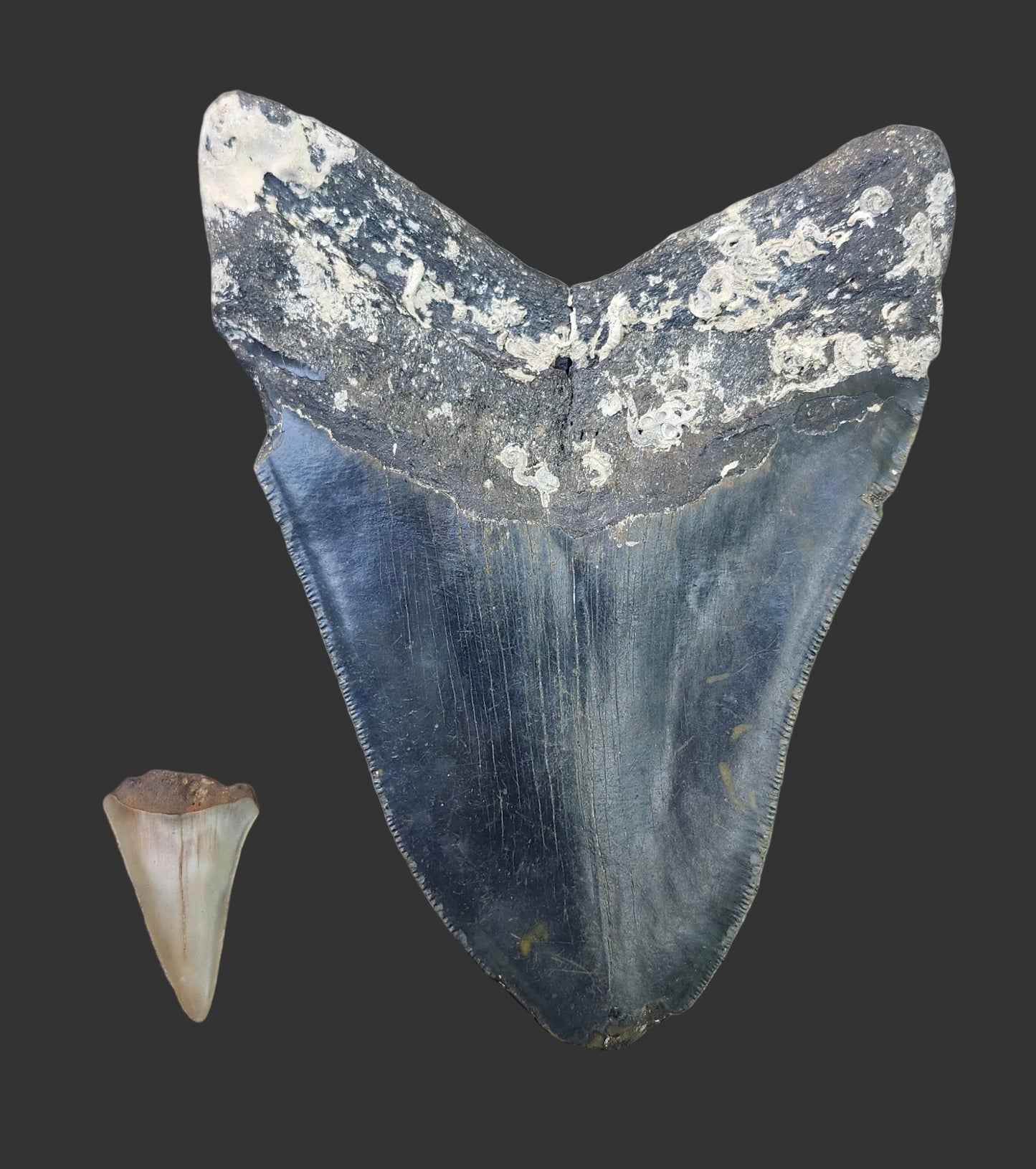 5.8"x 4.3" Megalodon Tooth- B25