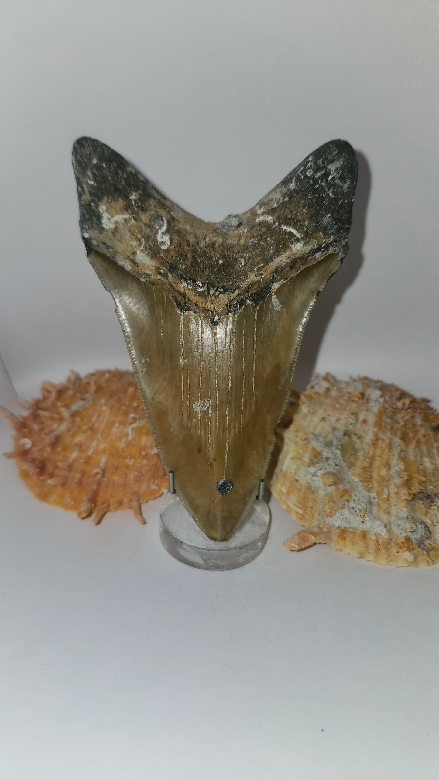 4.7" Megalodon Tooth