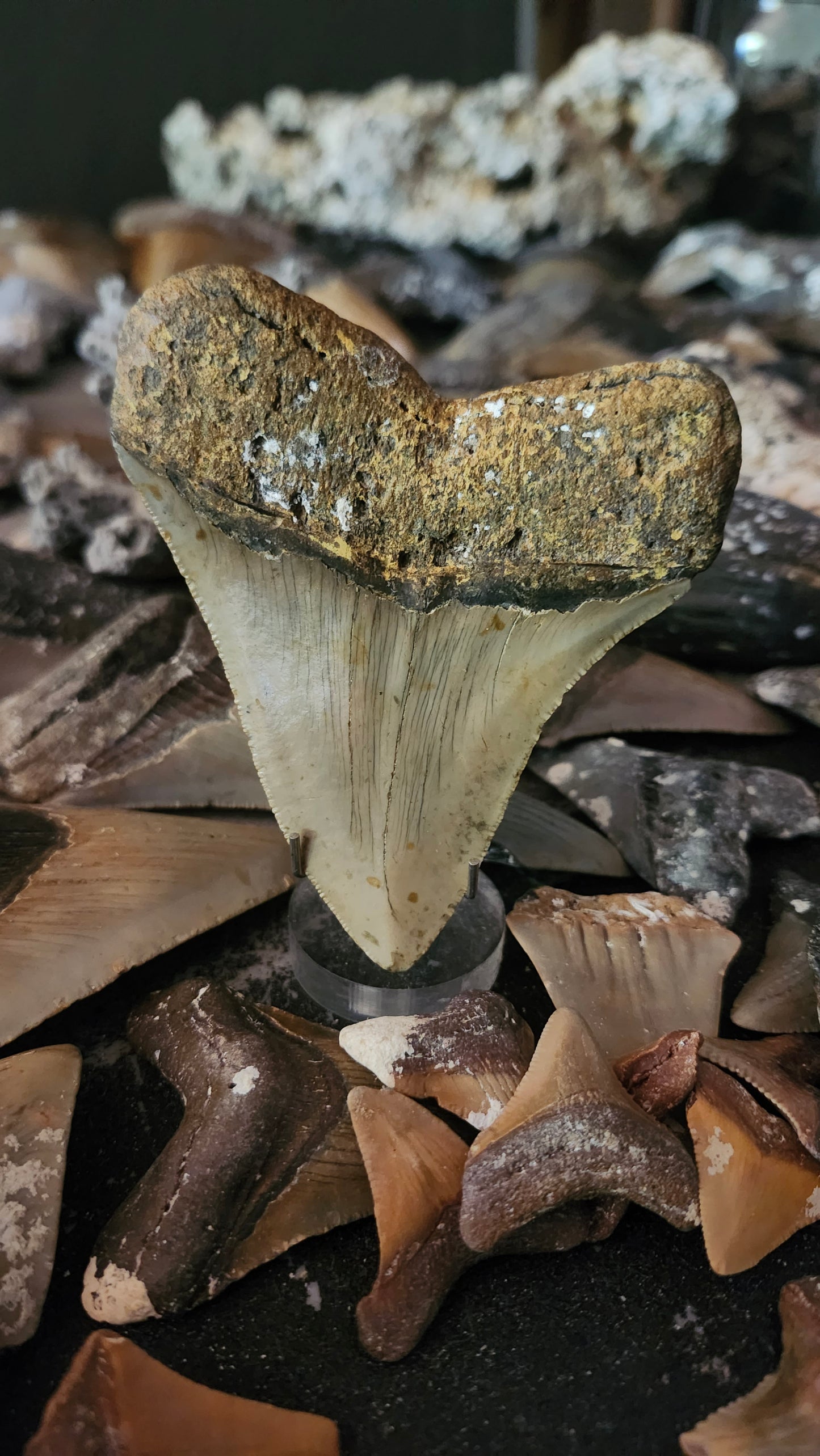4" Megalodon Tooth