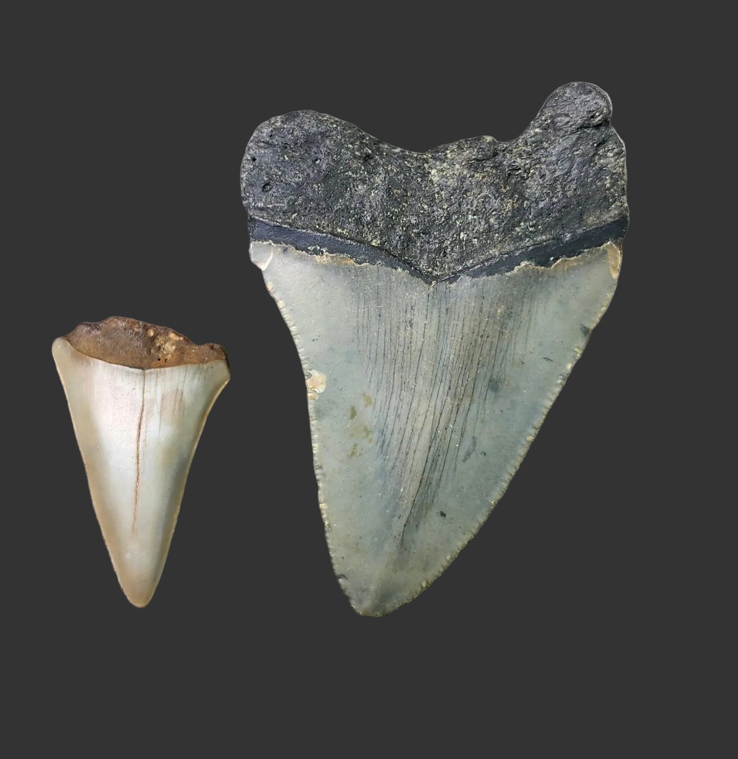 2.9"x2" Megalodon Tooth- C34