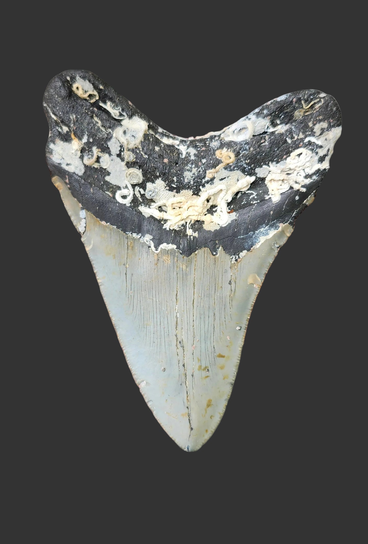 4.7"x 3.7" Megalodon Tooth- B50