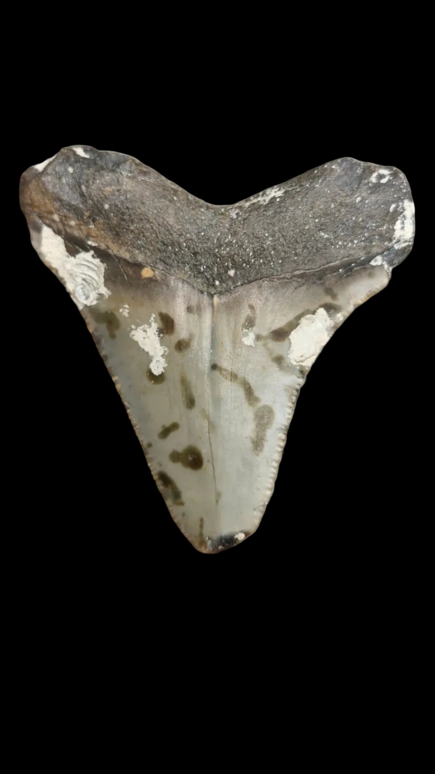 2.5"x 2.3" Megalodon Tooth - C3