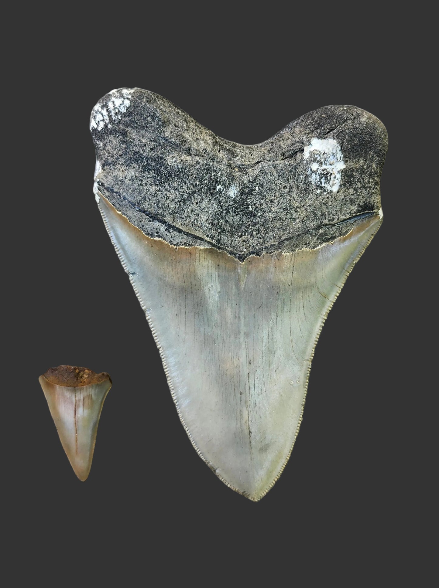 5"x 3.6" Megalodon Tooth-B13