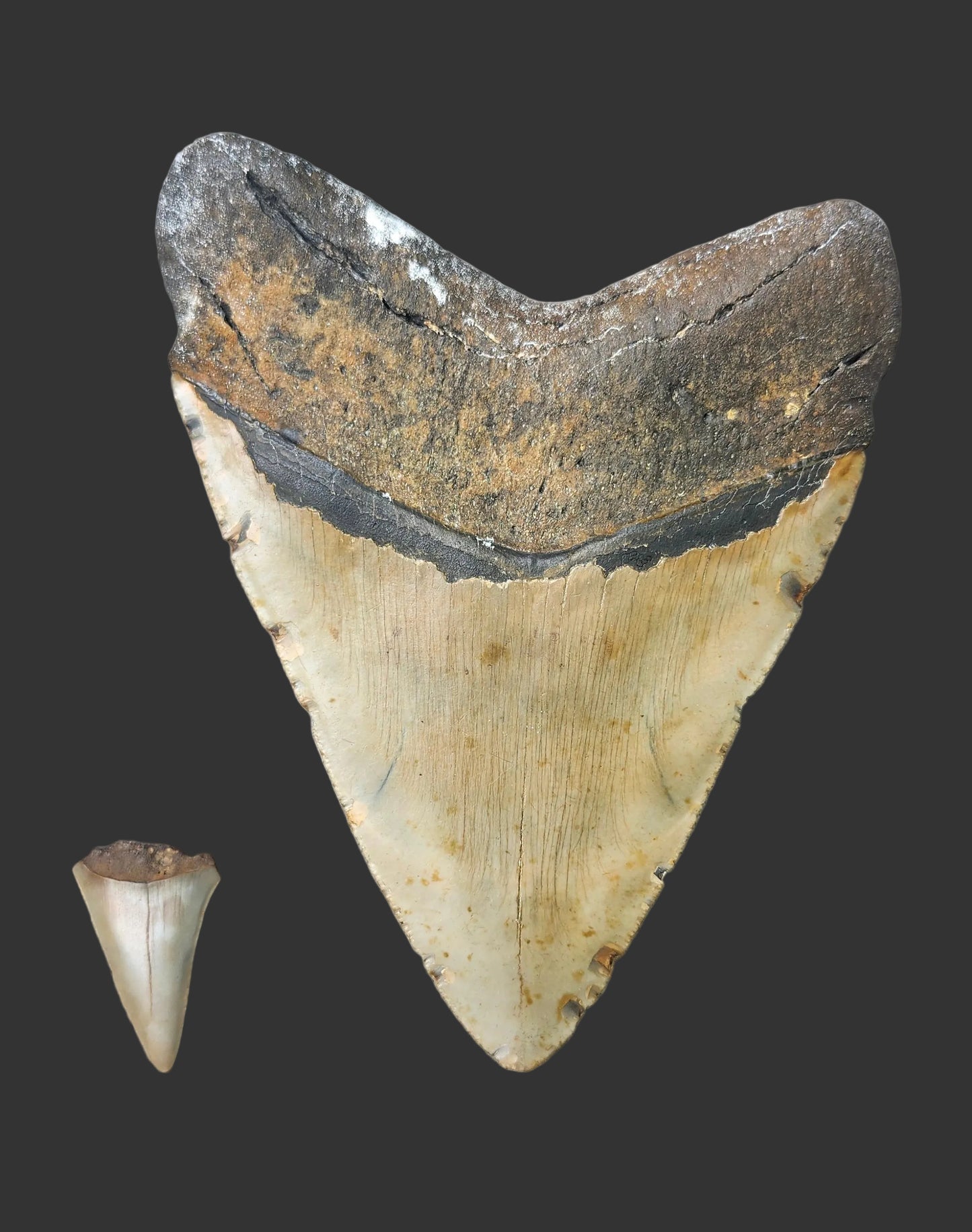 5.99"x 4.6" Megalodon Tooth- A28
