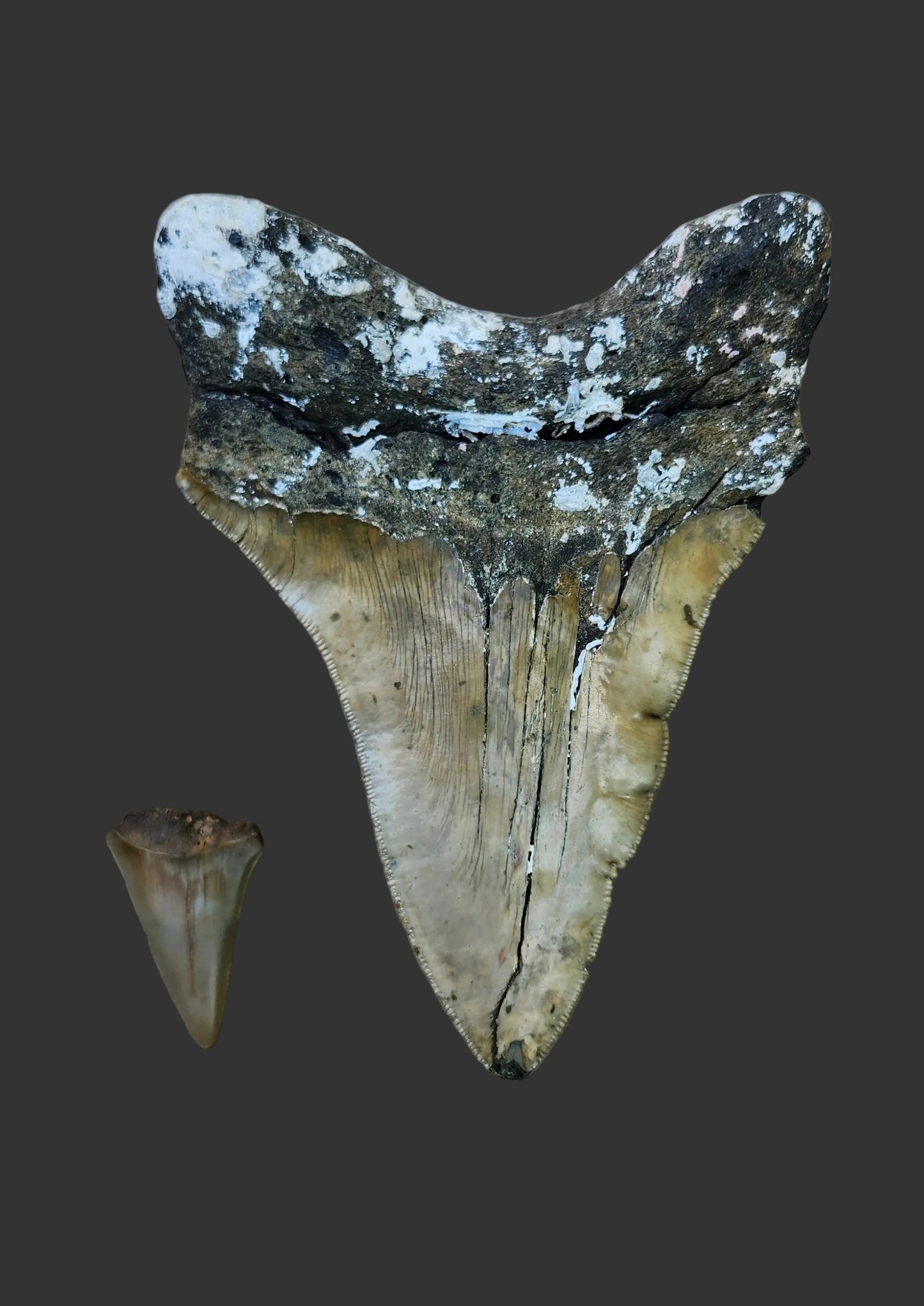 5"x 3.6" Pathological Tooth- O4