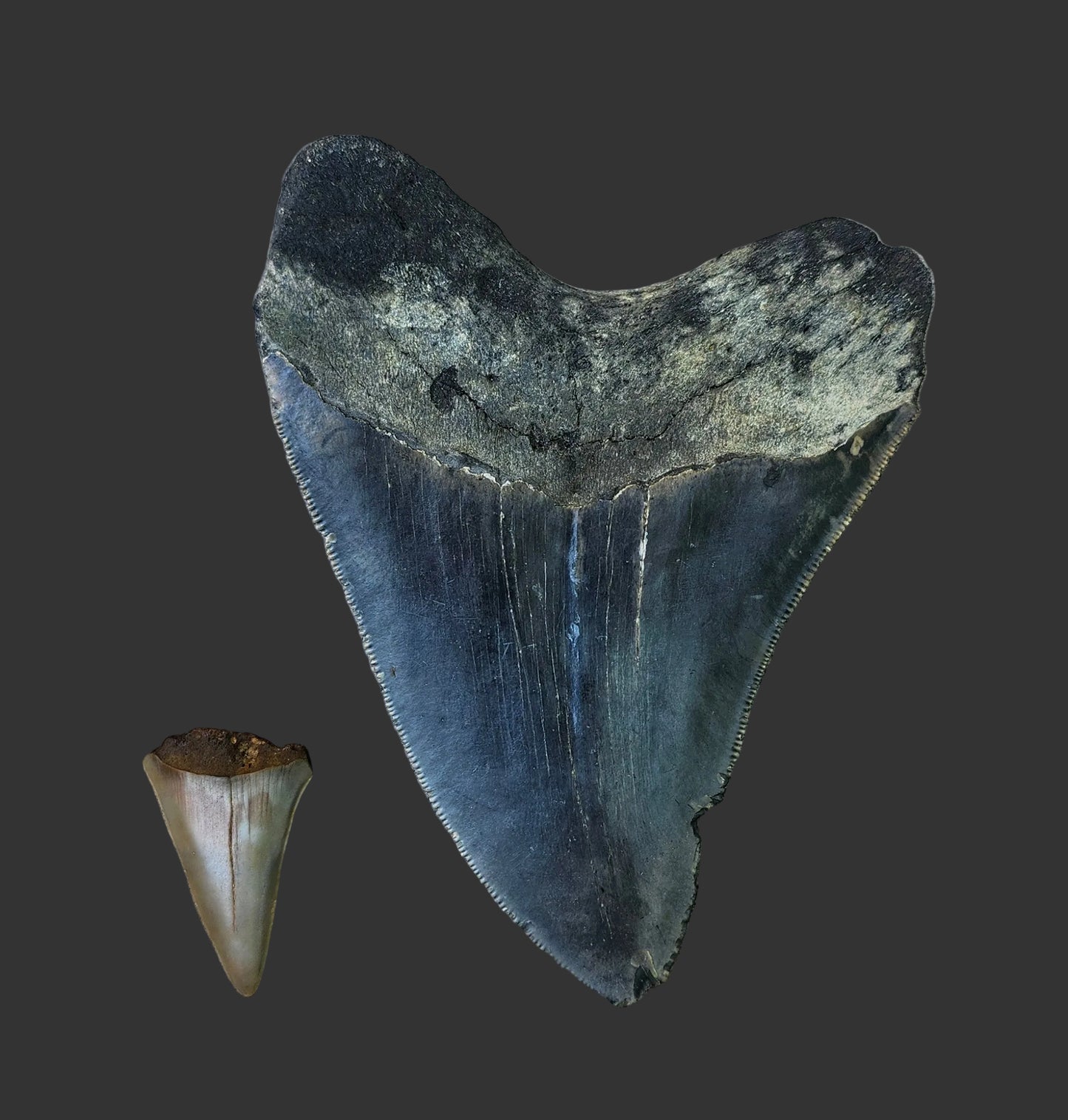 4.8"x3.6" Megalodon Tooth-B10
